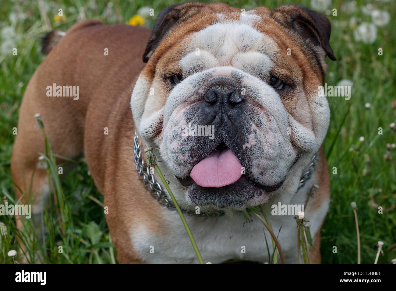 Cute englische Bulldogge schaut in die Kamera. Heimtiere. Stockfoto