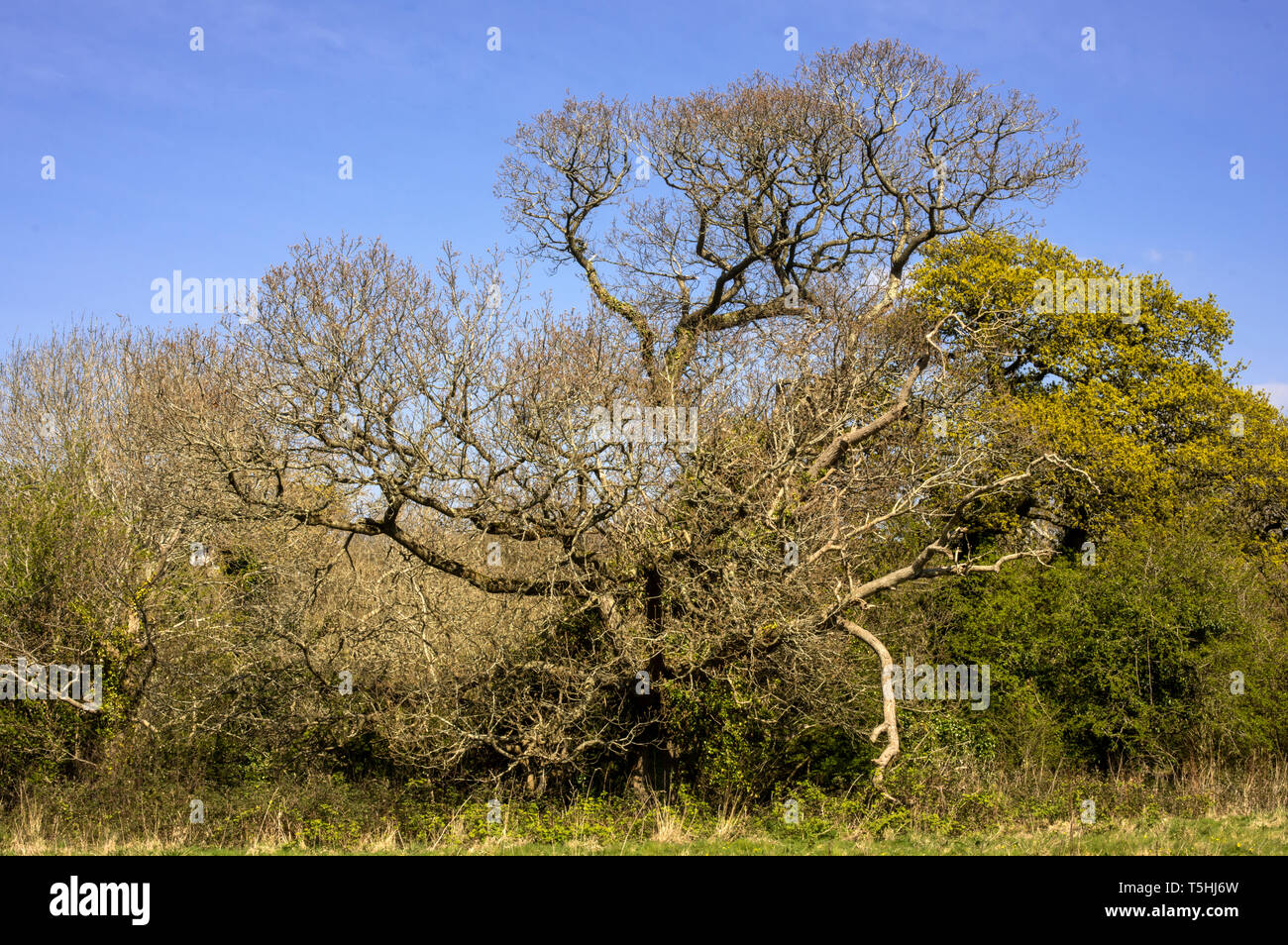 Eine alte Eiche Baum verdreht und durch Wetter und Alter beschädigt Stockfoto
