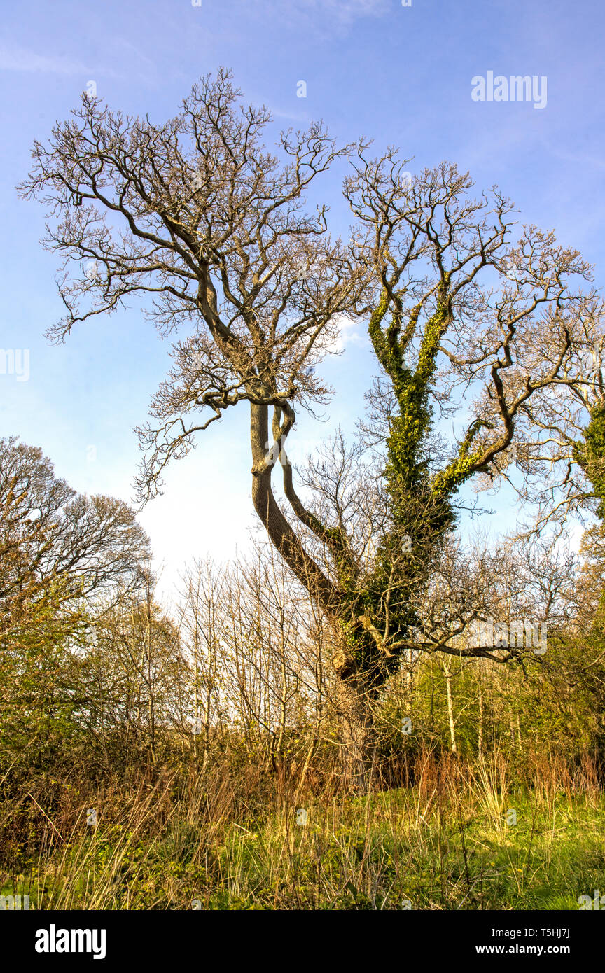 Eine alte Eiche Baum verdreht und durch Wetter und Alter beschädigt Stockfoto