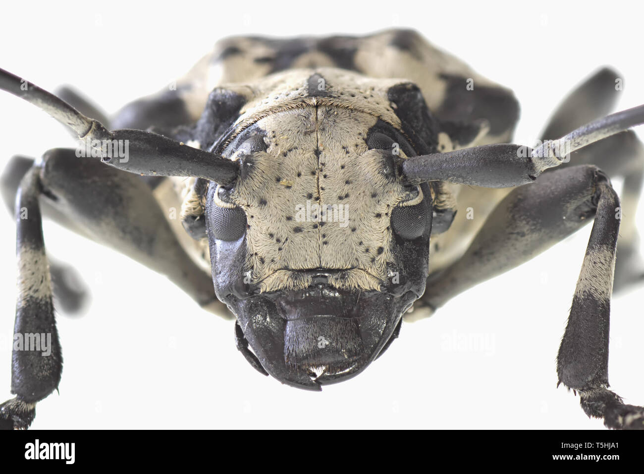 Schwarze und weiße brasilianisches Holz langweilig Käfer. Stockfoto