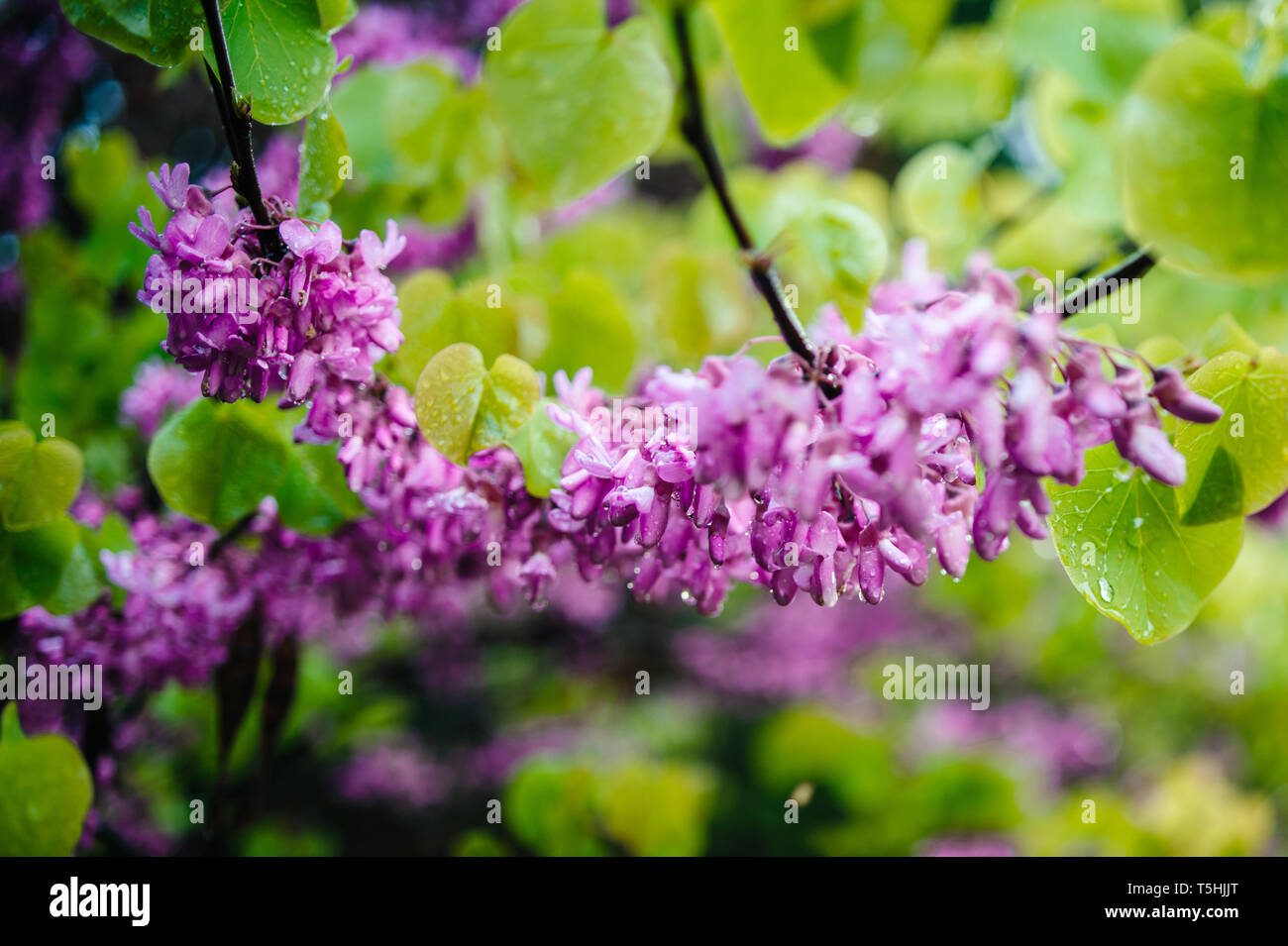 Cercis siliquastrum gemeinhin als Judas Judas - Baum oder Ast in der Blüte mit Regen Wassertropfen bedeckt bekannt Stockfoto