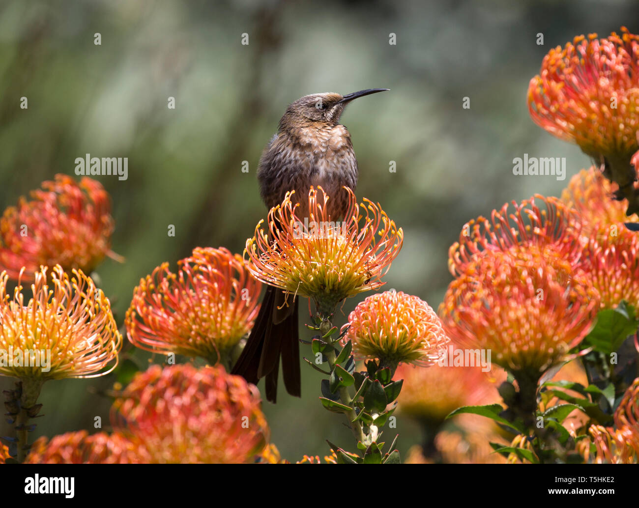 Cape sugarbird hocken auf einem Zweig eines Protea Blume, Botanischen Garten Kirstenbosch, Kapstadt, Südafrika Stockfoto