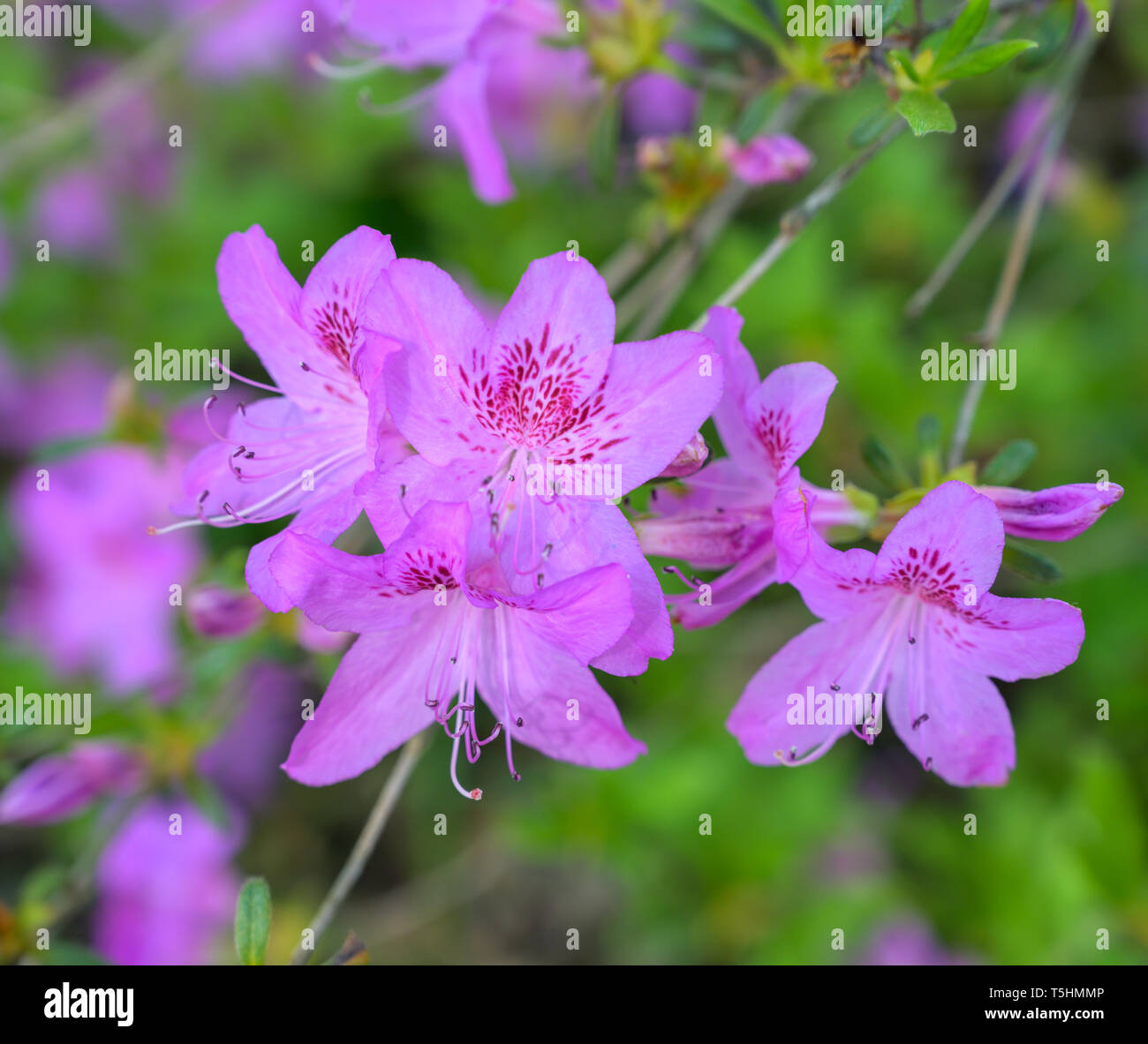 Nahaufnahme von Azalee Blumen Stockfoto