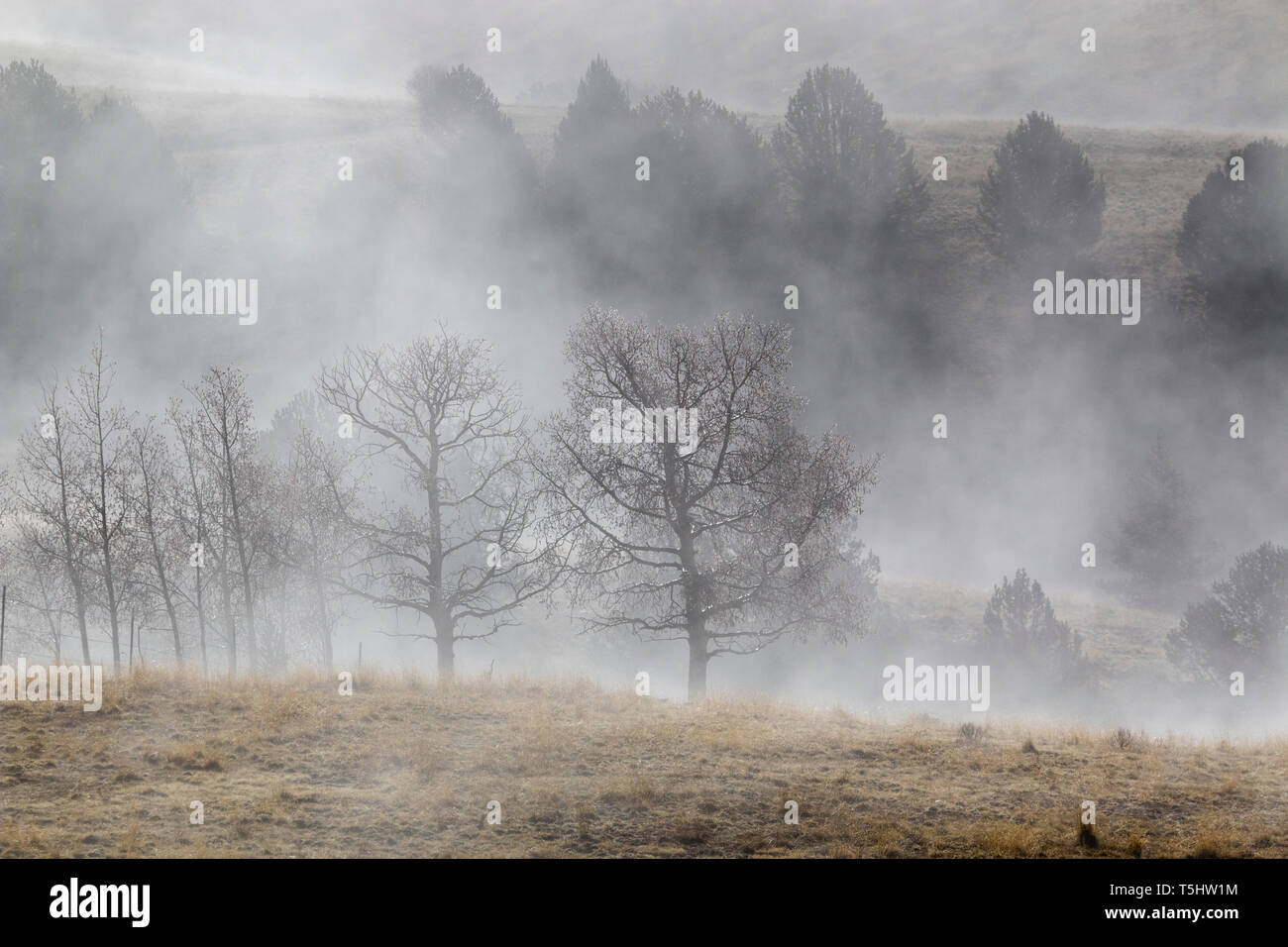 Minen und Bäume schaffen geisterhaften Figuren in der verlassenen Mine Land in der Nähe von Cripple Creek Colorado Stockfoto