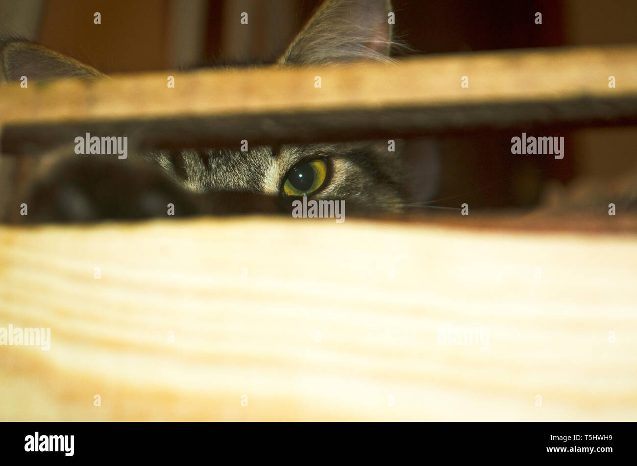 Eine scheue Katze aussehen Stockfoto