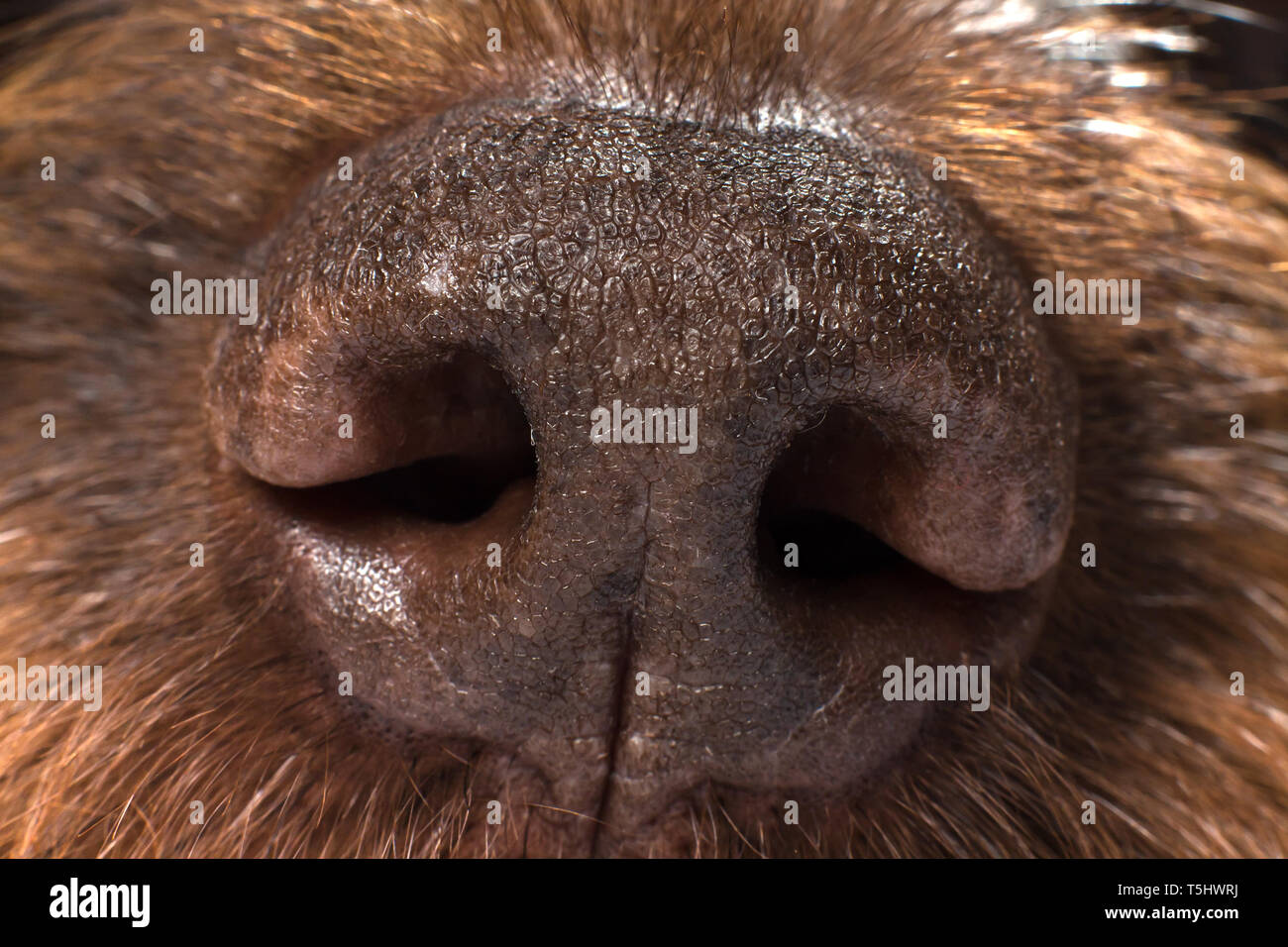 Große braune Nase von einem Jagdhund, close-up Stockfoto