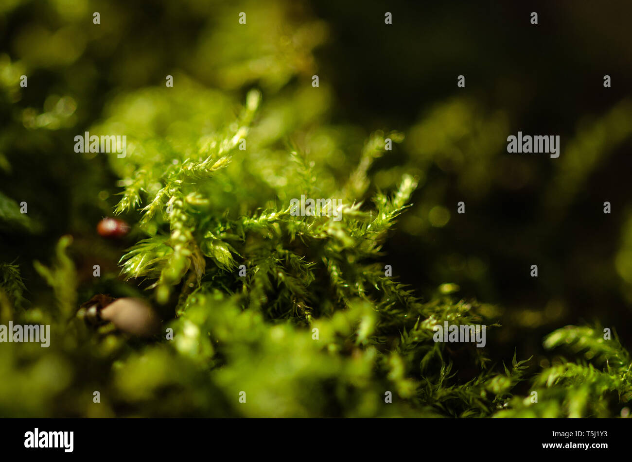 Moss im Sonnenschein Stockfoto