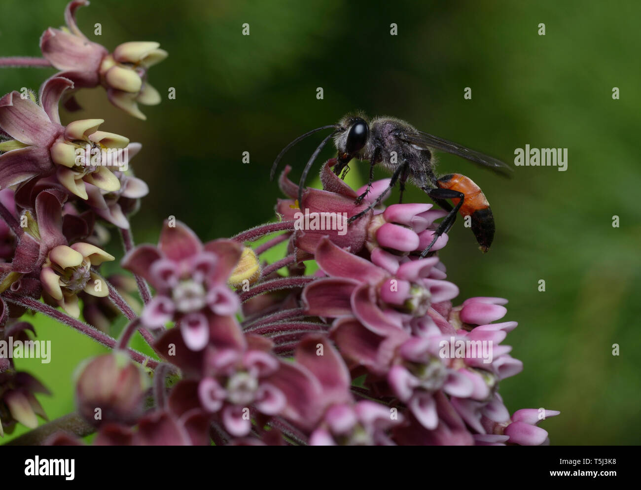 Wespe mit Fadenbund, Sphecidae, die auf rosa Wildblumen sitzen. Stockfoto