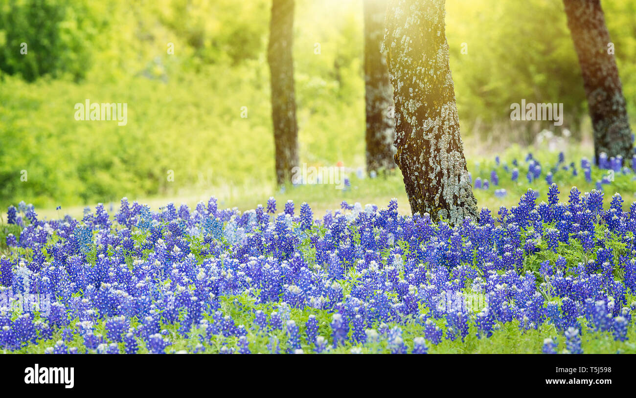 Texas bluebonnet Blumen blühen unter den Bäumen auf der Wiese im Frühling. Stockfoto