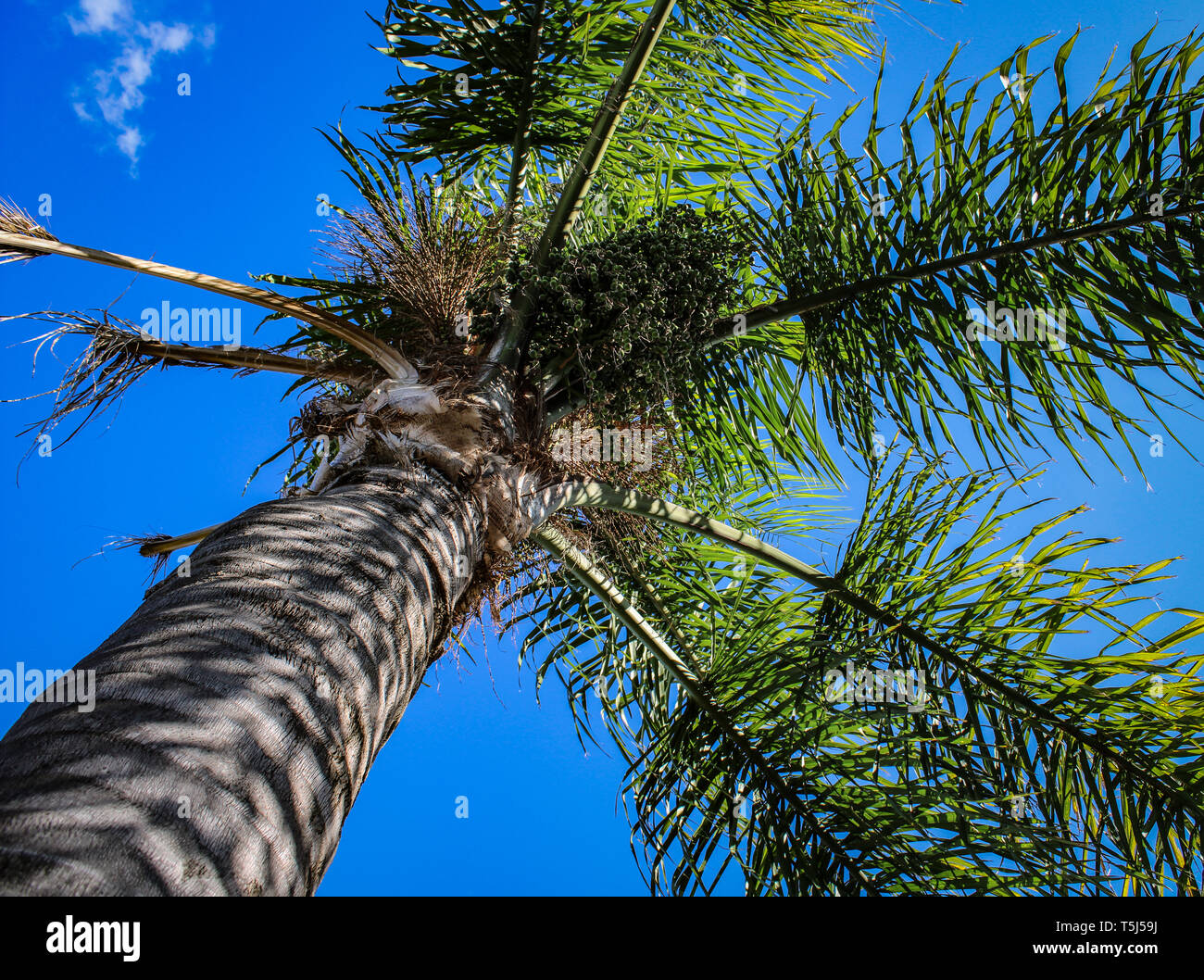 Auf der Suche nach einer Palme mit klarem, blauem Himmel Hintergrund Stockfoto