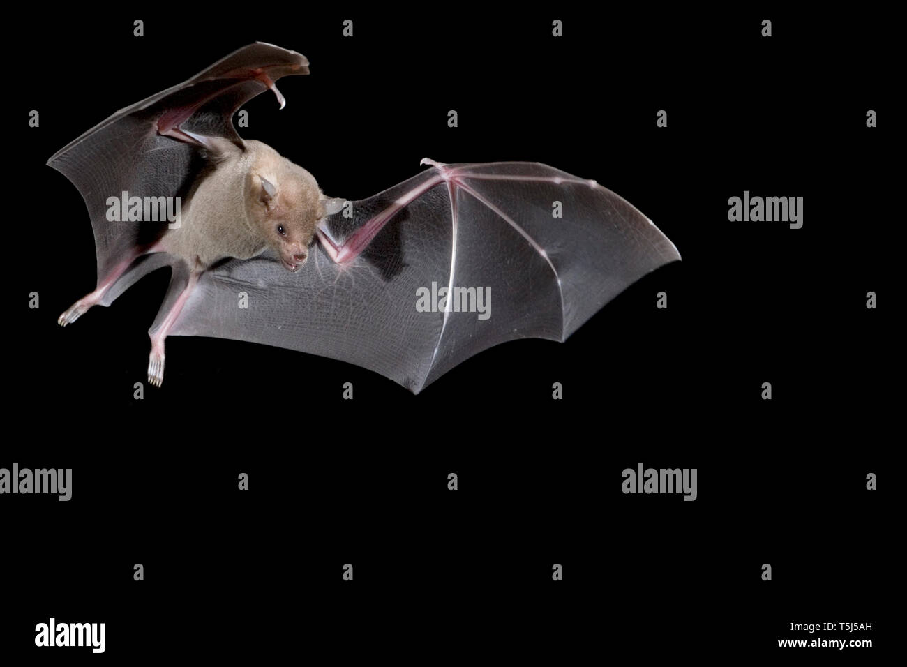 Lesser, kurze Nase bat, Cynopterus brachyotis, Arizona, Nektar-feeder; Fütterung auf Agave Nectar/Pollen Stockfoto