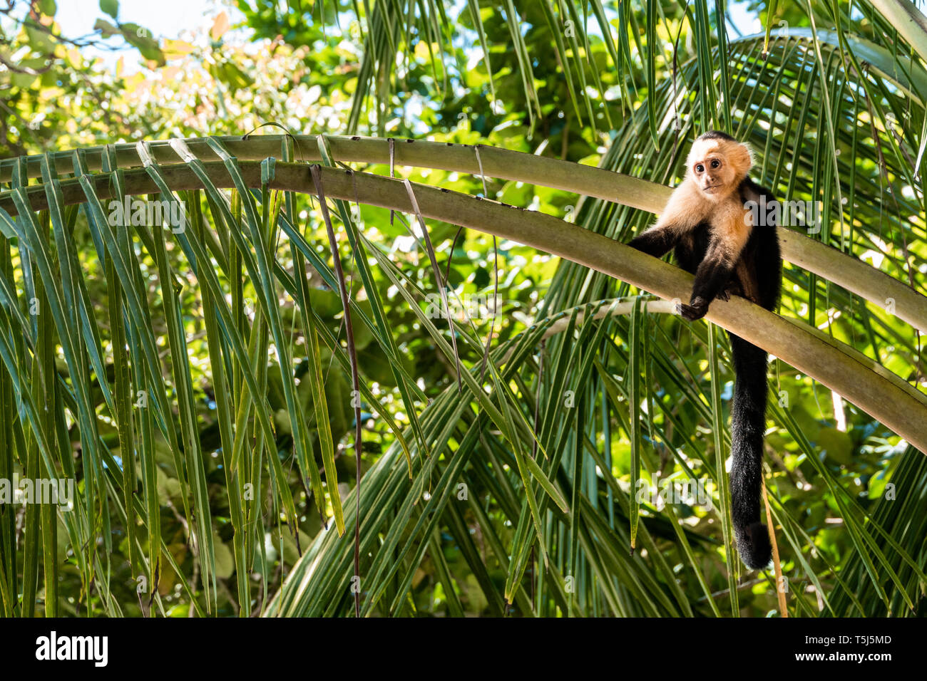 Affe im Baum Stockfoto