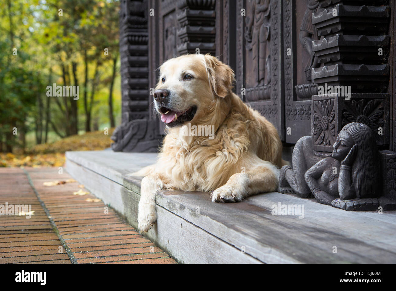 Golden Retriever ruht auf Schritt Stockfoto