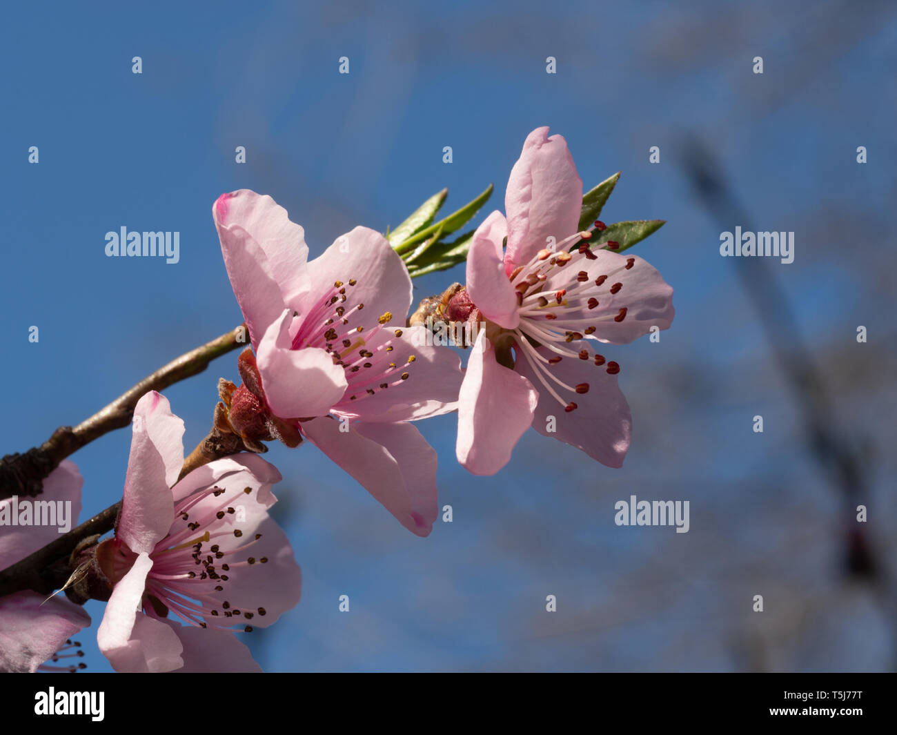 Peach Blossoms vor blauem Himmel Stockfoto