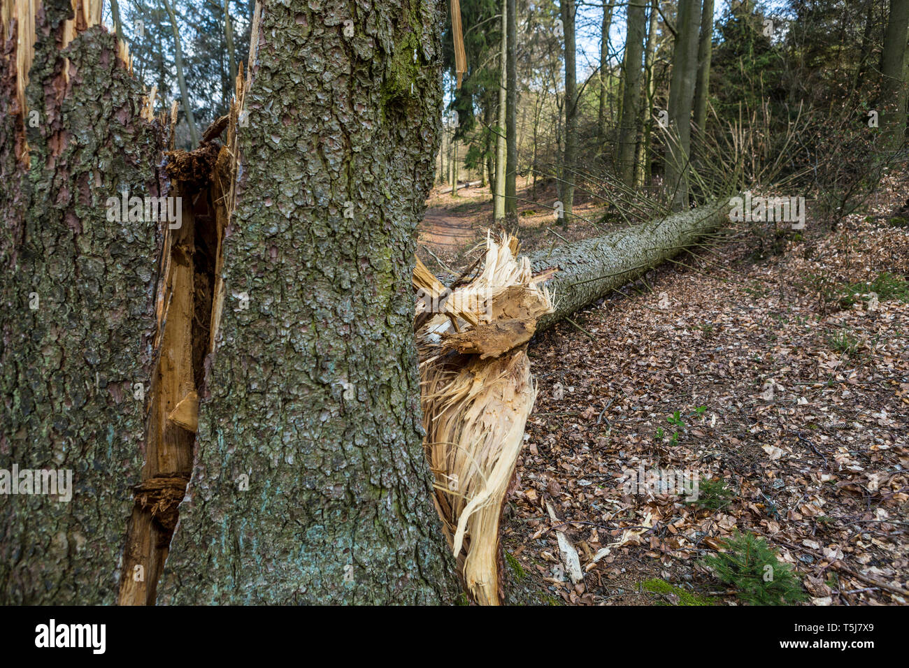 Sturm beschädigt Baum im Wald Stockfoto