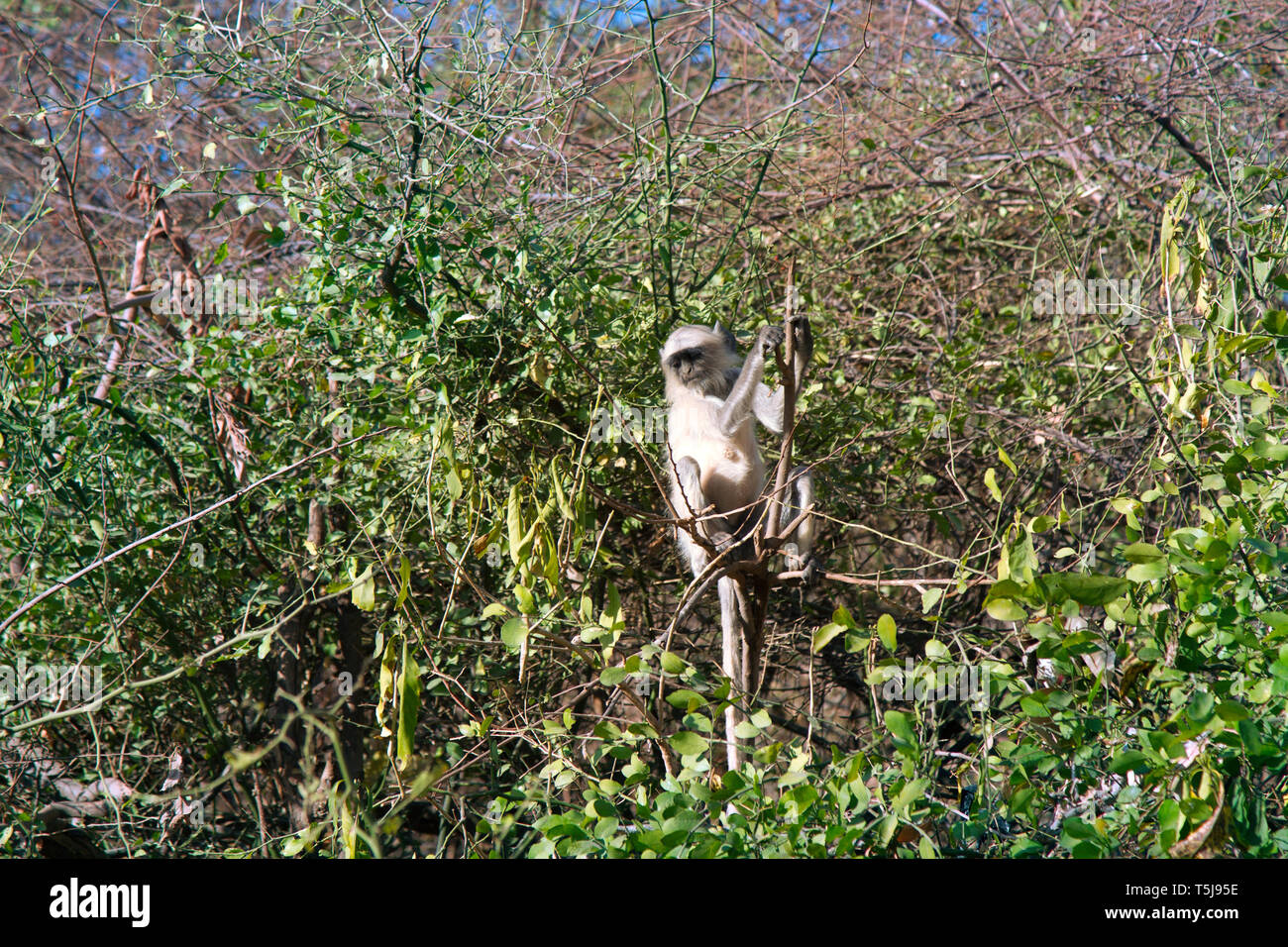 Langur Hanuman beim Füttern in den Büschen mit alten Blätter, damit der Magen mit drei Abschnitte Stockfoto