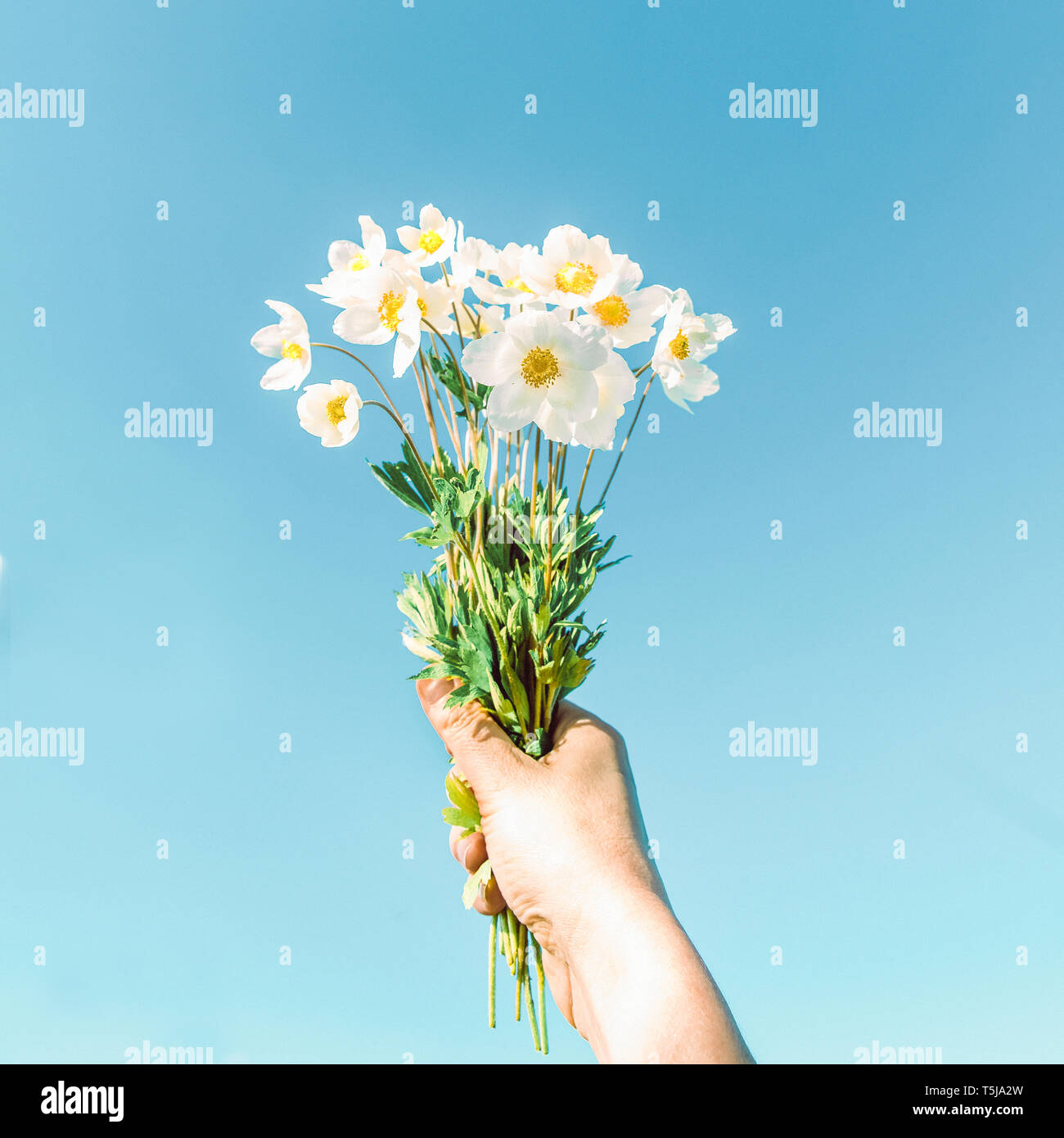 Weiße Blumen in der Hand gegen den blauen Himmel. Sommerurlaub Konzept Konzeptionell Realismus Stockfoto