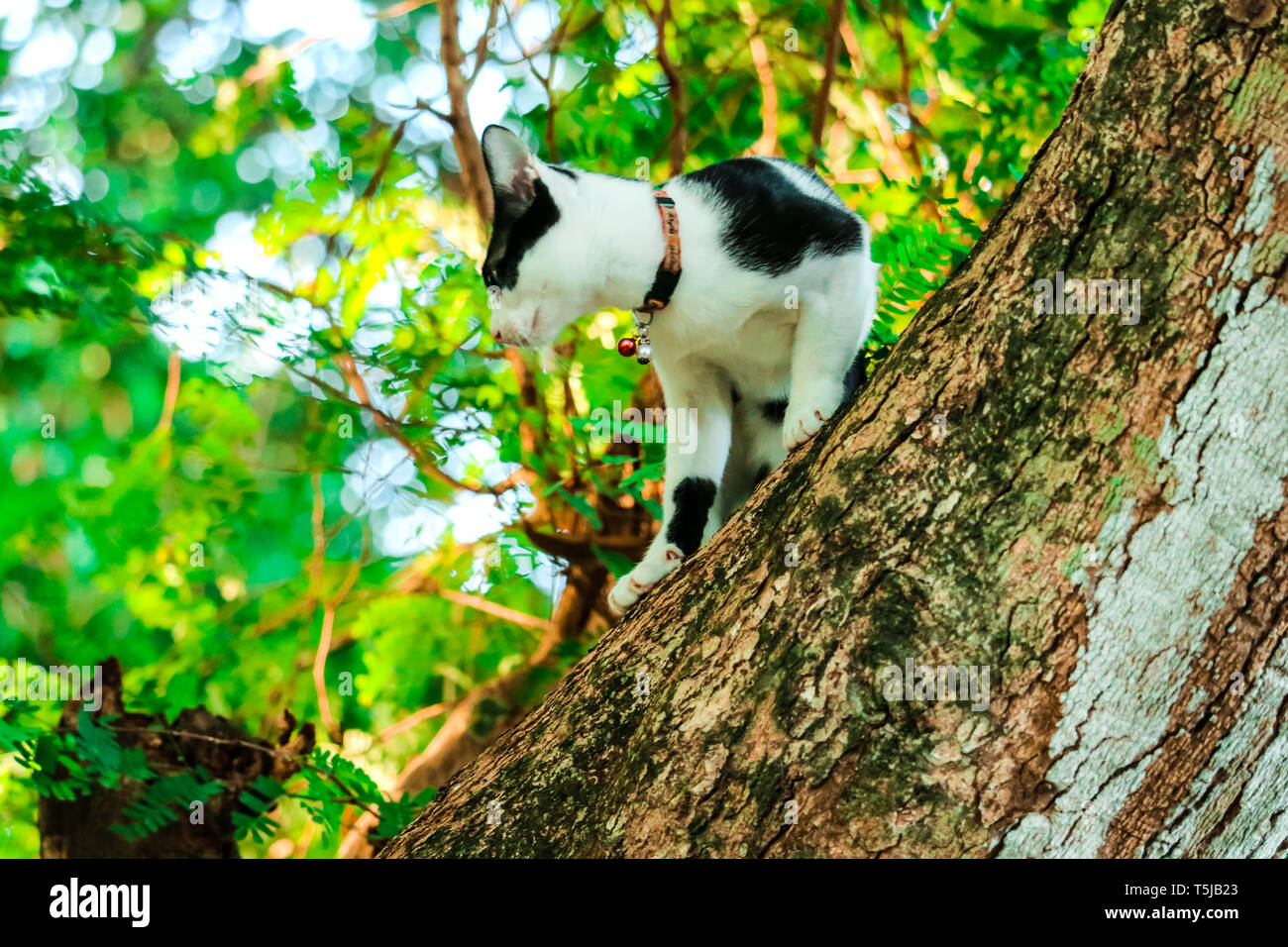 Siam Katzen Klettern Bäume Eichhörnchen zu fangen. Aber es nicht hinunter klettern kann, Sie sind auf der Suche nach jemanden, der es nach unten zu helfen Stockfoto