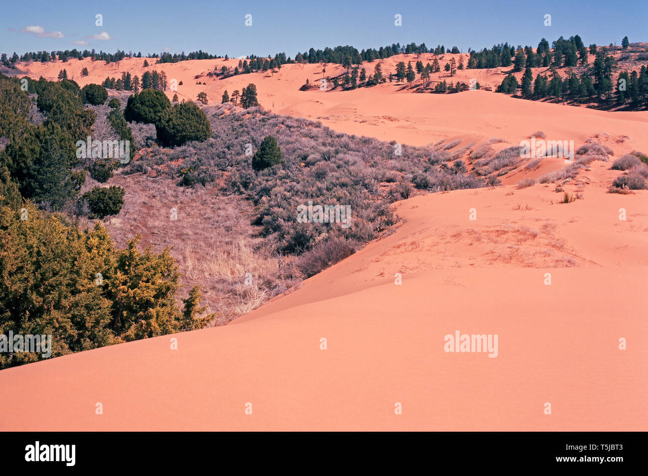 Nach einer windigen Nacht, Coral Pink Sand Dunes sind spurlos in den frühen Morgen. Stockfoto