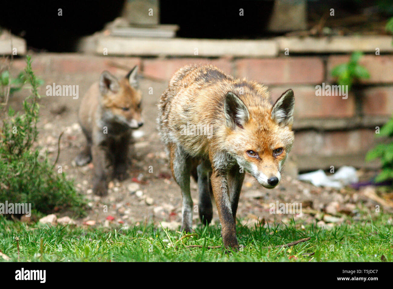 Ein Fox Cub spielen mit buschigen Schwanz seiner Mutter, als sie ihren Nachwuchs in einem Wohngebiet zurück Garten isst. London. 17.5.10 Stockfoto
