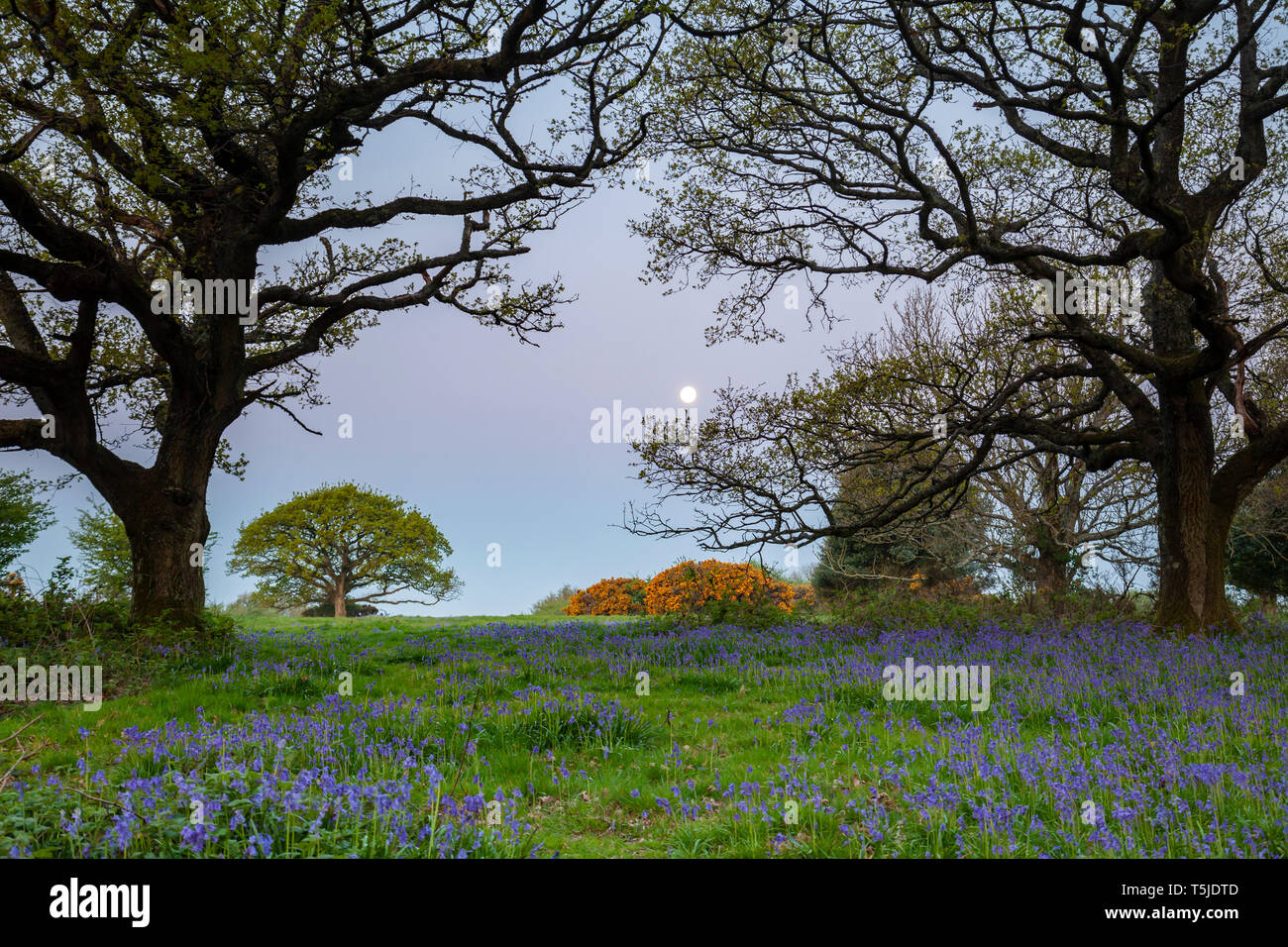 Feder Dawn in South Downs National Park, West Sussex. Stockfoto
