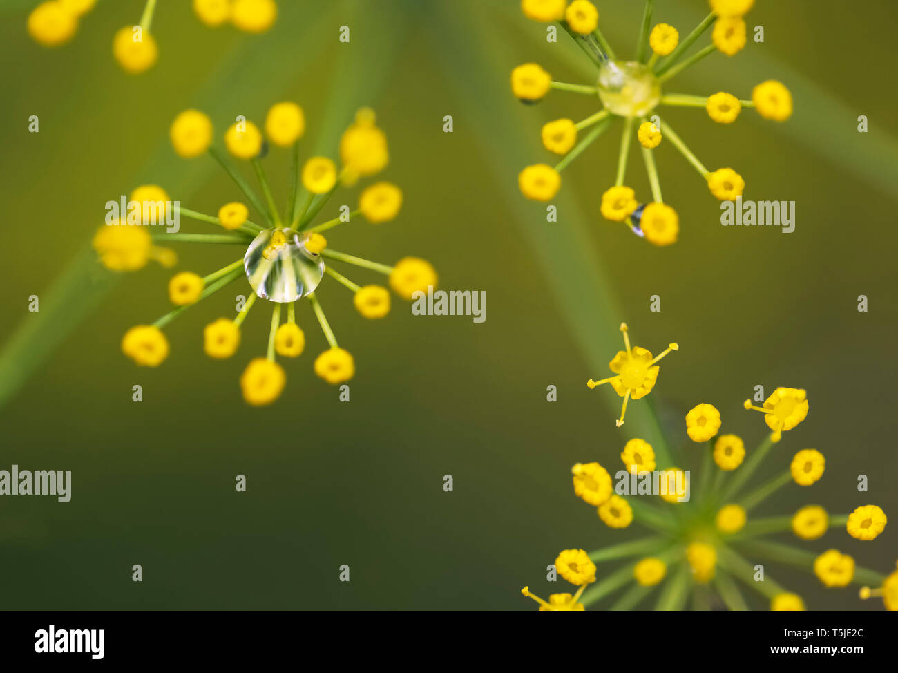 Wassertropfen auf Blume, Kreuzkümmel Kreuzkümmel ist die getrockneten Samen des Kraut Cuminum cyminum, ein Mitglied der Petersilie Familie. Stockfoto