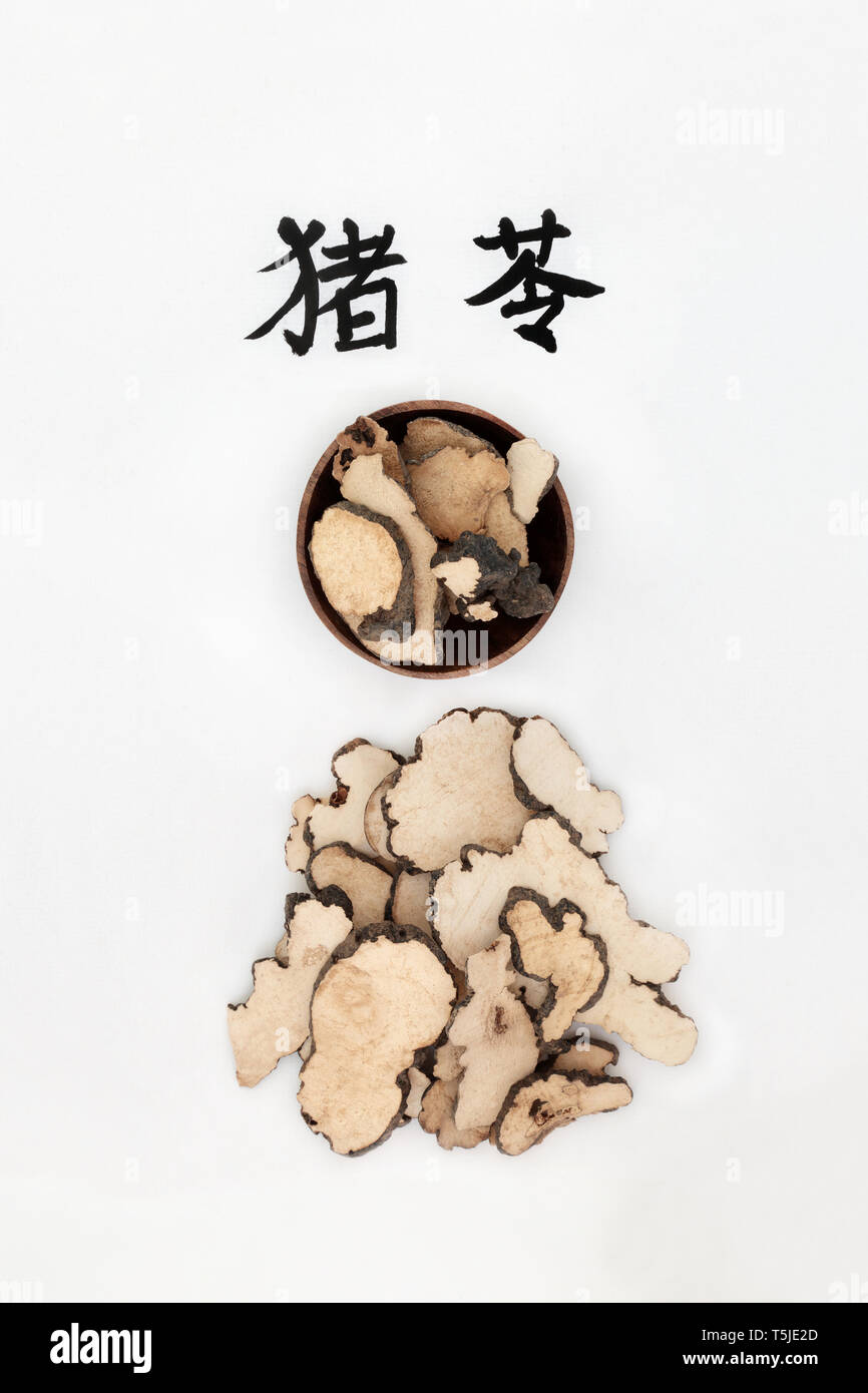 Pilz polyporus sclerotium Kraut in der chinesischen Kräutermedizin verwendet wird, verfügt über eine diuretische, antibiotische Eigenschaften und stärkt das Immunsystem. Stockfoto
