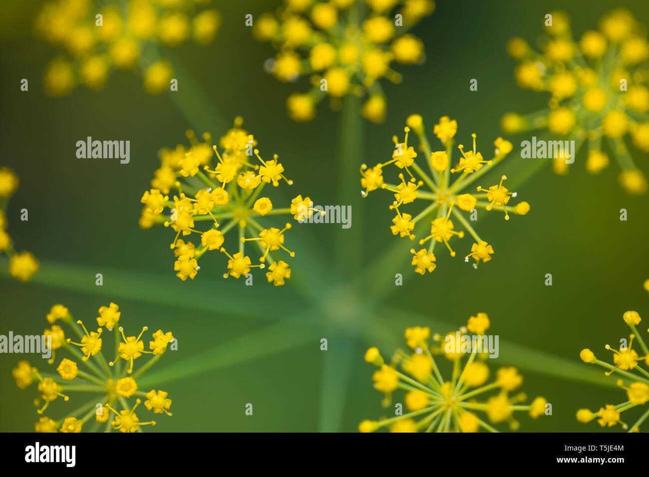 Kreuzkümmel ist die getrockneten Samen des Kraut Cuminum cyminum, ein Mitglied der Petersilie Familie Art: C. cyminum Familie Apiaceae, Gattung: Cuminum Stockfoto