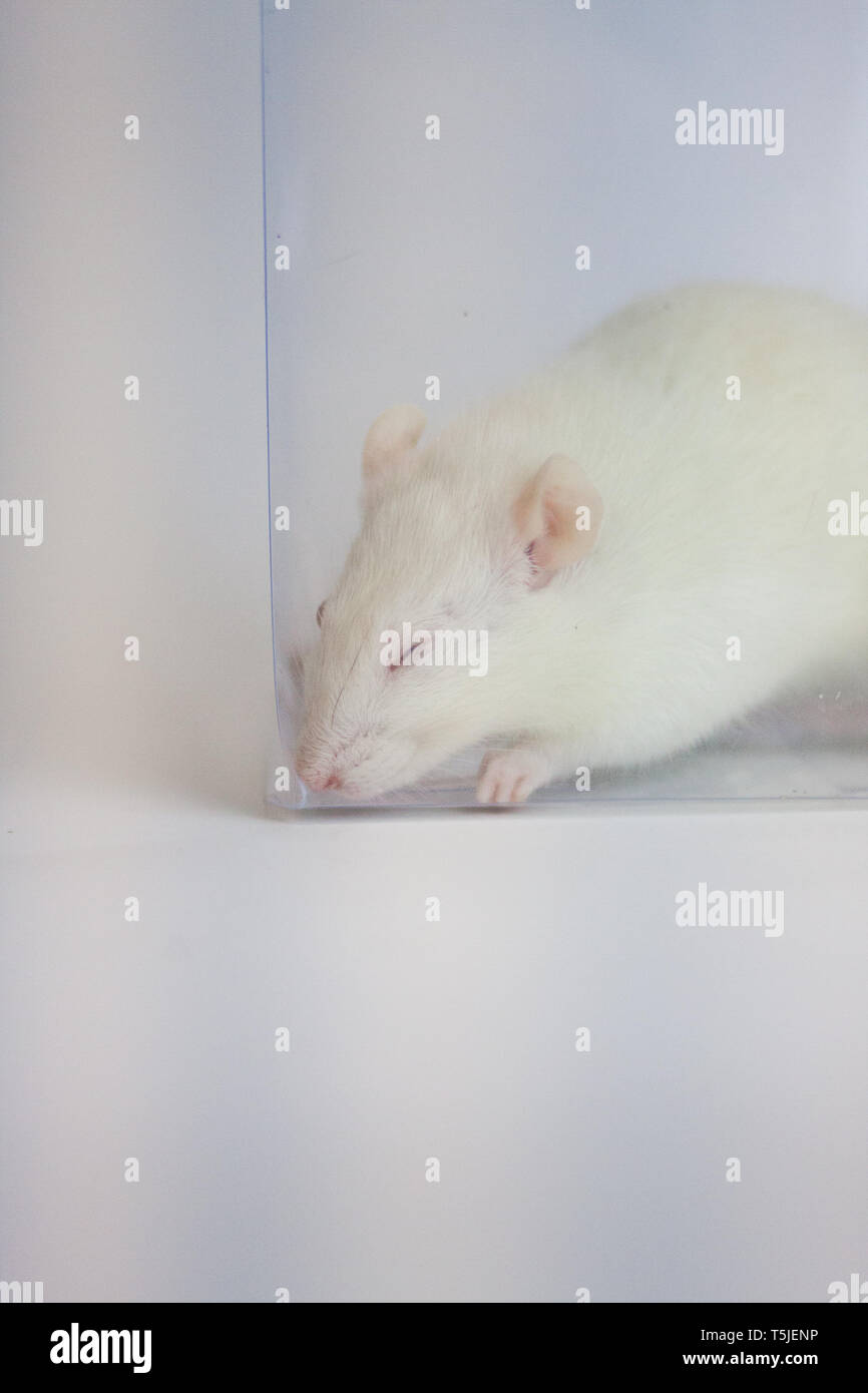 Schlaf ist ein gesundes Konzept. weiße Maus in einer Kunststoffbox. Stockfoto