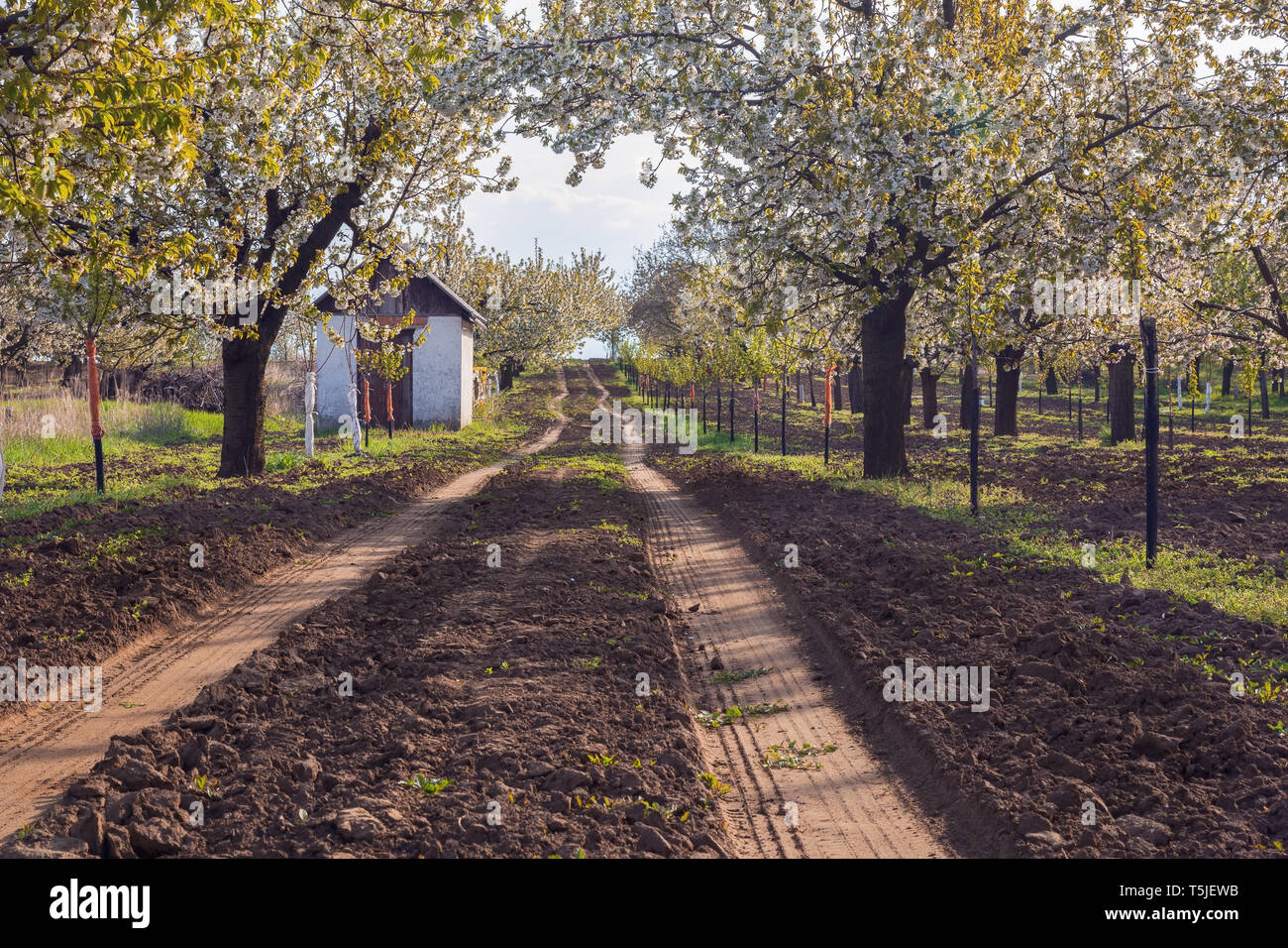 Die Kirschbäume blühen im Cherry Orchard Stockfoto