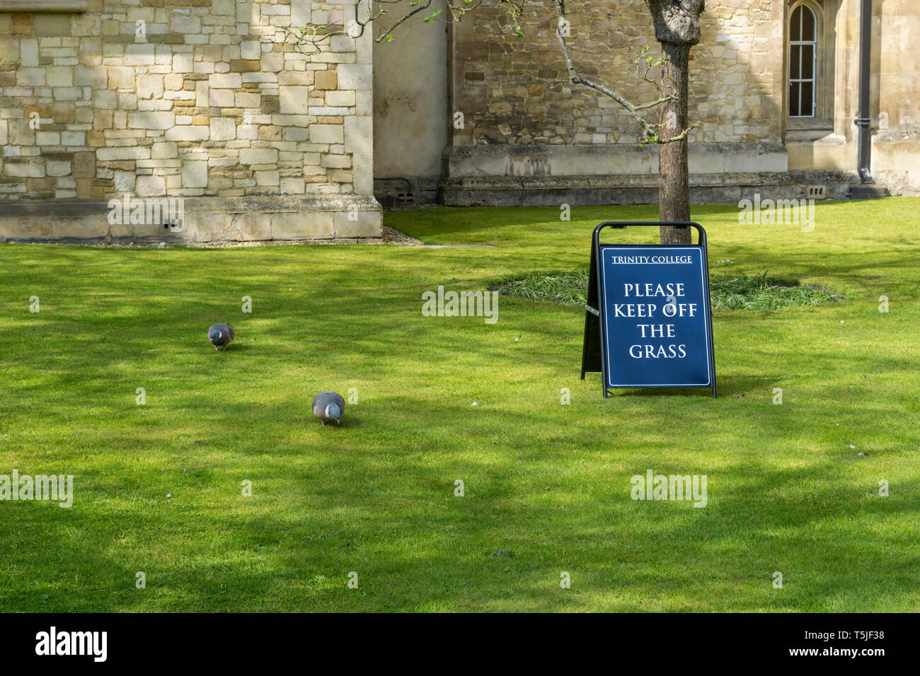 Rasen betreten nicht für Tauben gelten Stockfoto