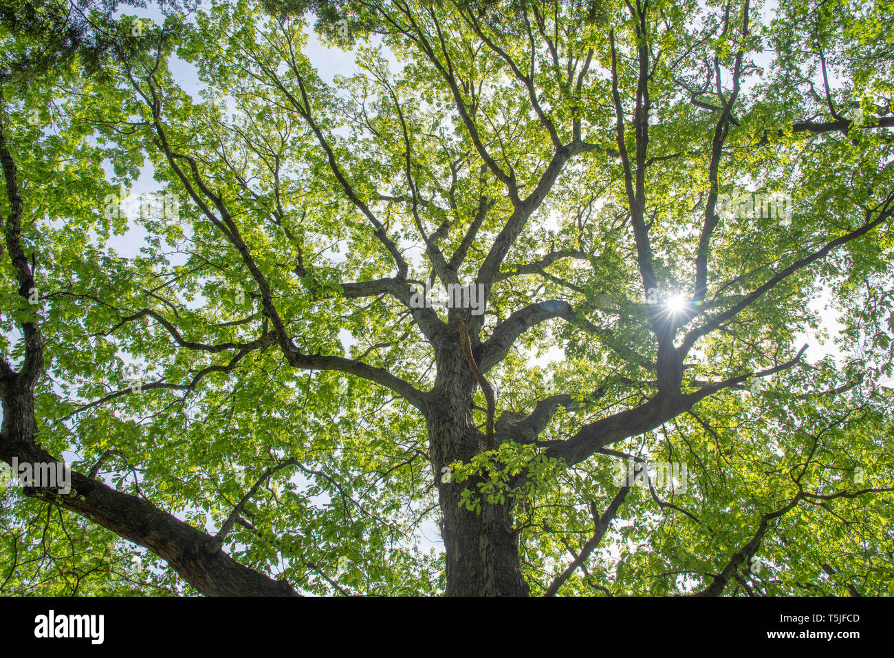 Die sun Shin es durch neue Blätter auf einer großen Eiche Baum an der U.S. National Arboretum in Washington, DC, 23. April 2019. Stockfoto