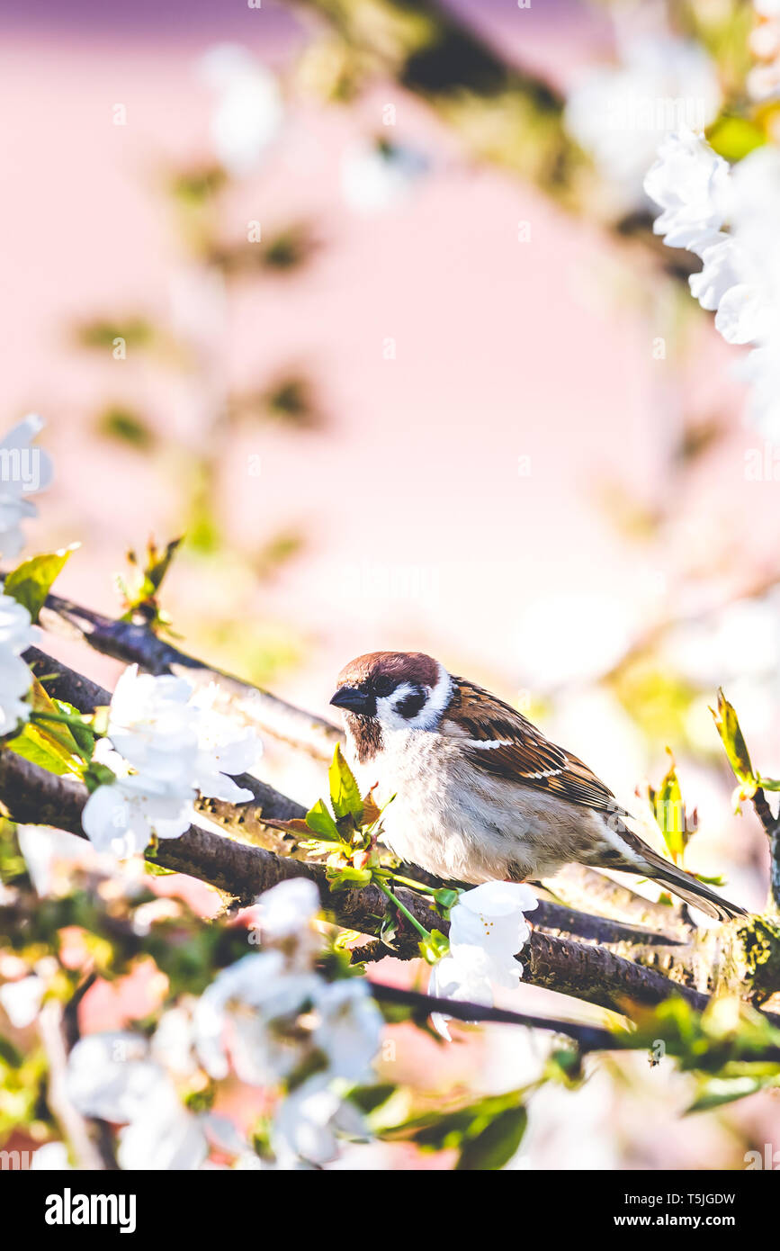 Vertikale Foto mit männlicher Spatz Vogel. Die Vogelgrippe ist auf einem Zweig von cherry tree thront. Viele weiße Feder Blüten sind auf der Frucht Baum. Vogel ist schön Grau Stockfoto