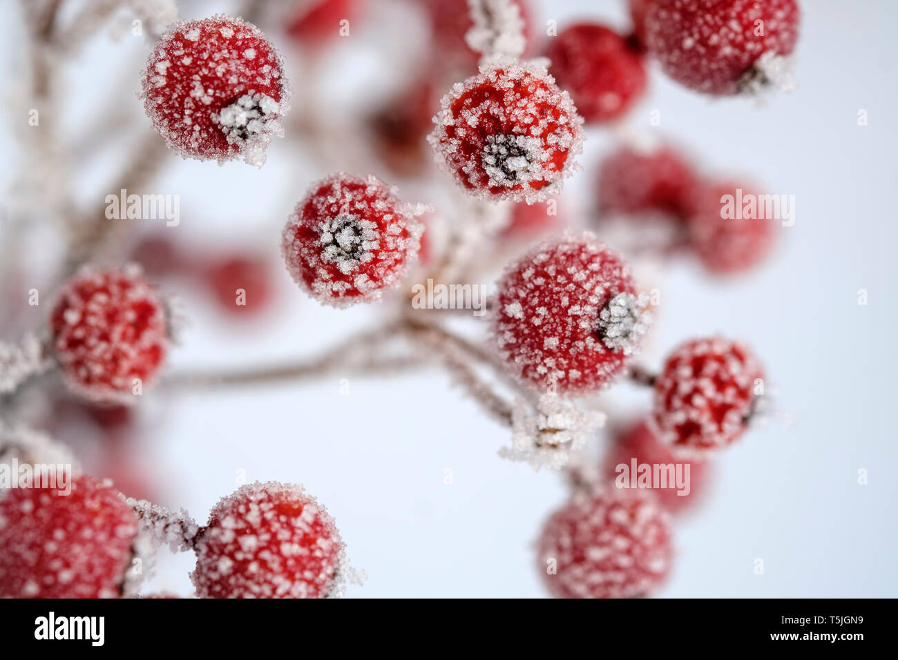 Rote Beeren von gemeinsamen Holly, Ilex aquifolium im Winter, Frost-abgedeckt Stockfoto