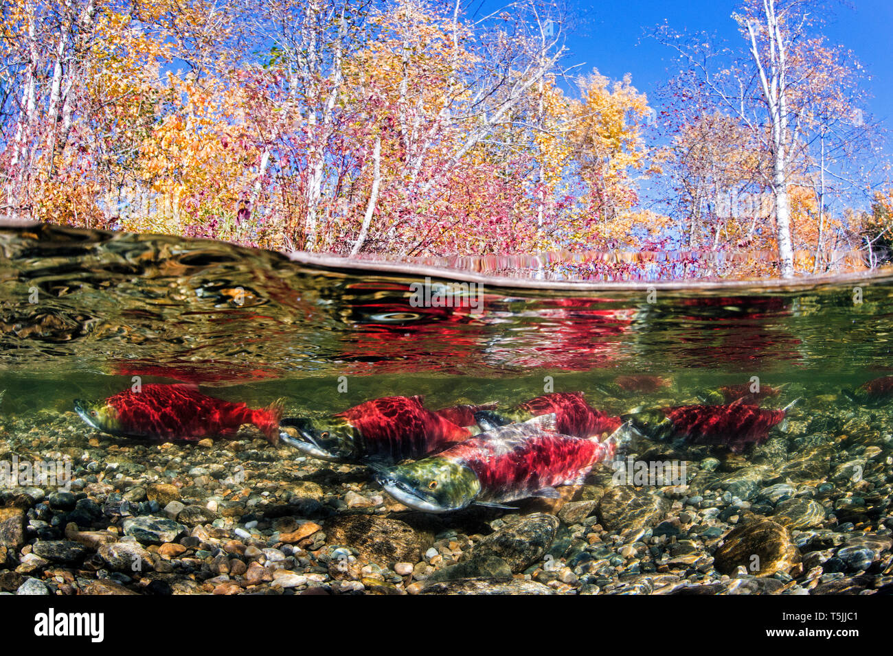 Kalifornien, British Columbia, Adams River, sockeye Lachse, Oncorhynchus nerka, über - unter Bild Stockfoto