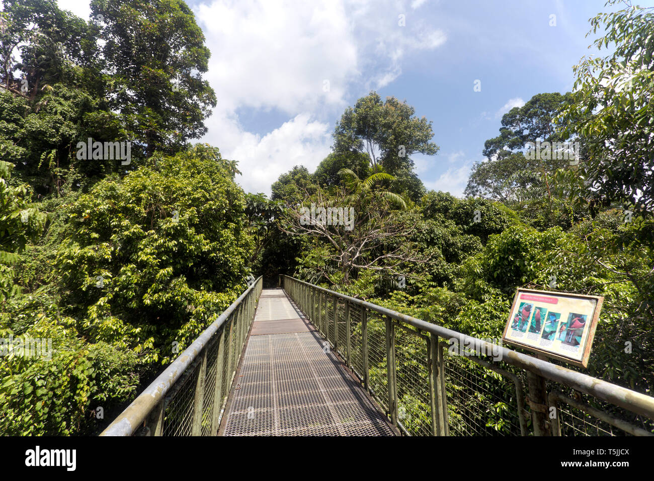Malaysia, Borneo, Sabah, Naturschutzgebiet Sepilok, Canopy Walk Stockfoto