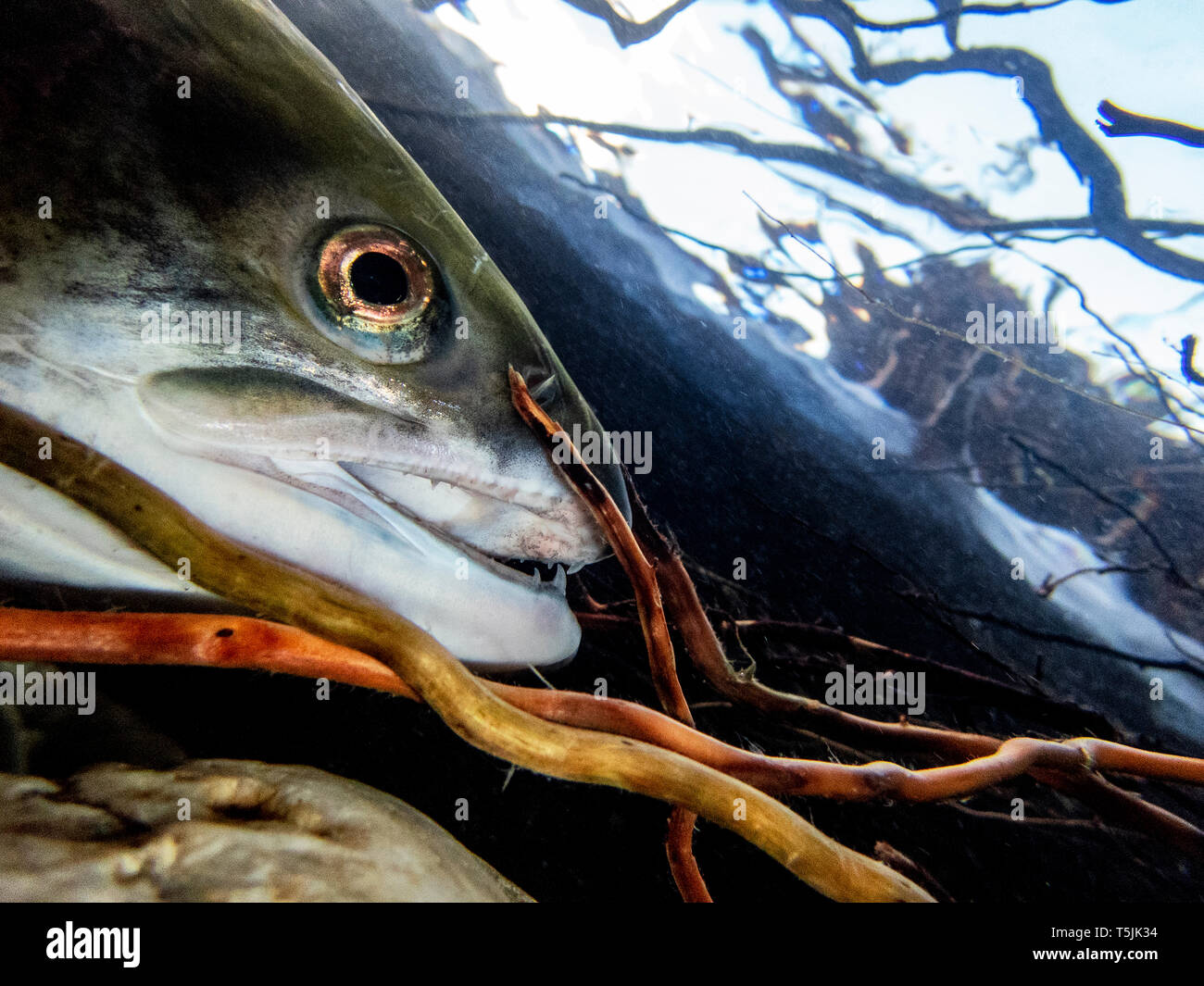 Kalifornien, British Columbia, Adams River, sockeye Lachse, Oncorhynchus nerka Stockfoto