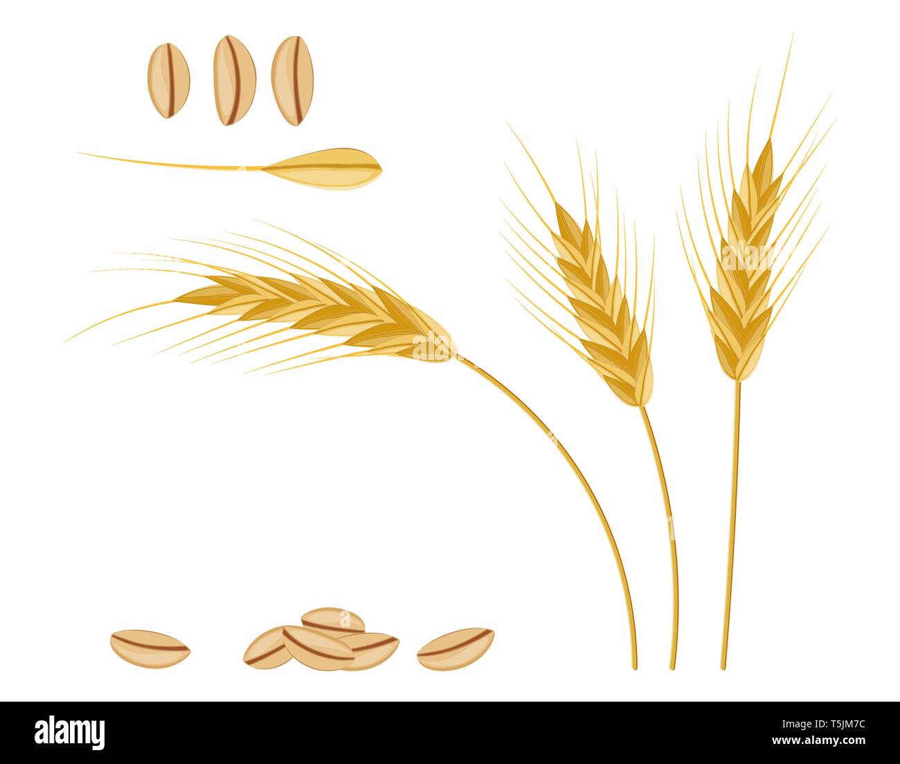 Ganze Stiele, Weizenohren-Stacheln mit Samen. Backwaren, Gebäck, Müsli. Haferhaufen mit Körnern. Vektorgrafik in flacher Form Stock Vektor