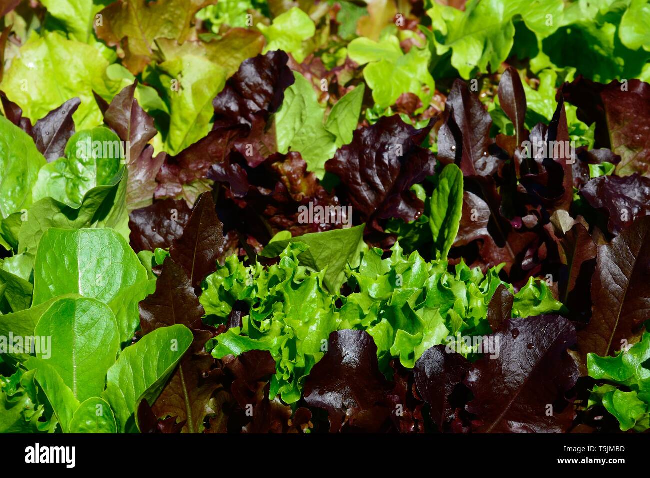 Junge Salatblätter essen Hintergrund. Stockfoto