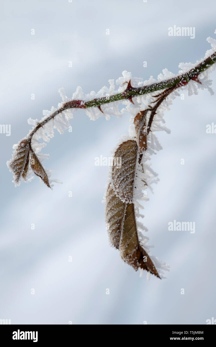 Blätter von Blassrosa im Winter Stockfoto