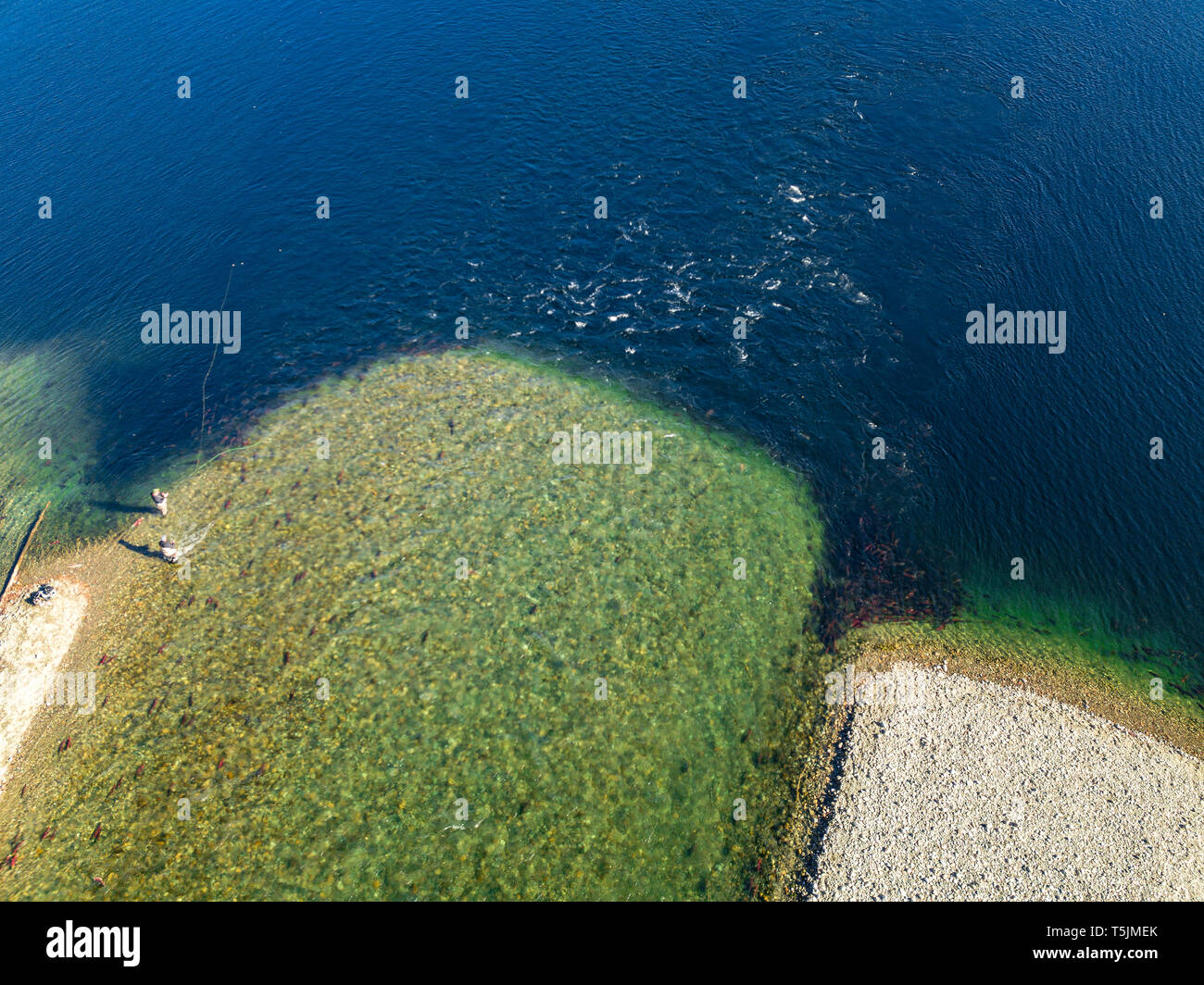 Kanada, British Columbia, Luftaufnahme von Adams River während Salmon Run Stockfoto