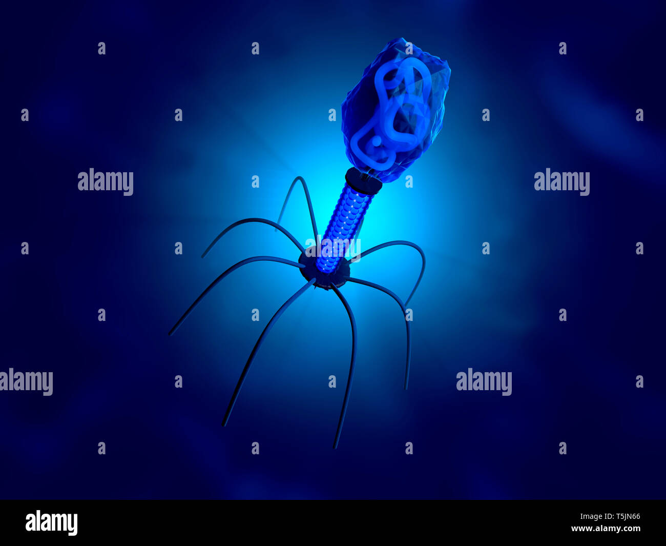 3D-Darstellung einer anatomisch korrekte Konvergenz zu einem bakteriophage, ein Virus, das in ein Bakterium repliziert Stockfoto