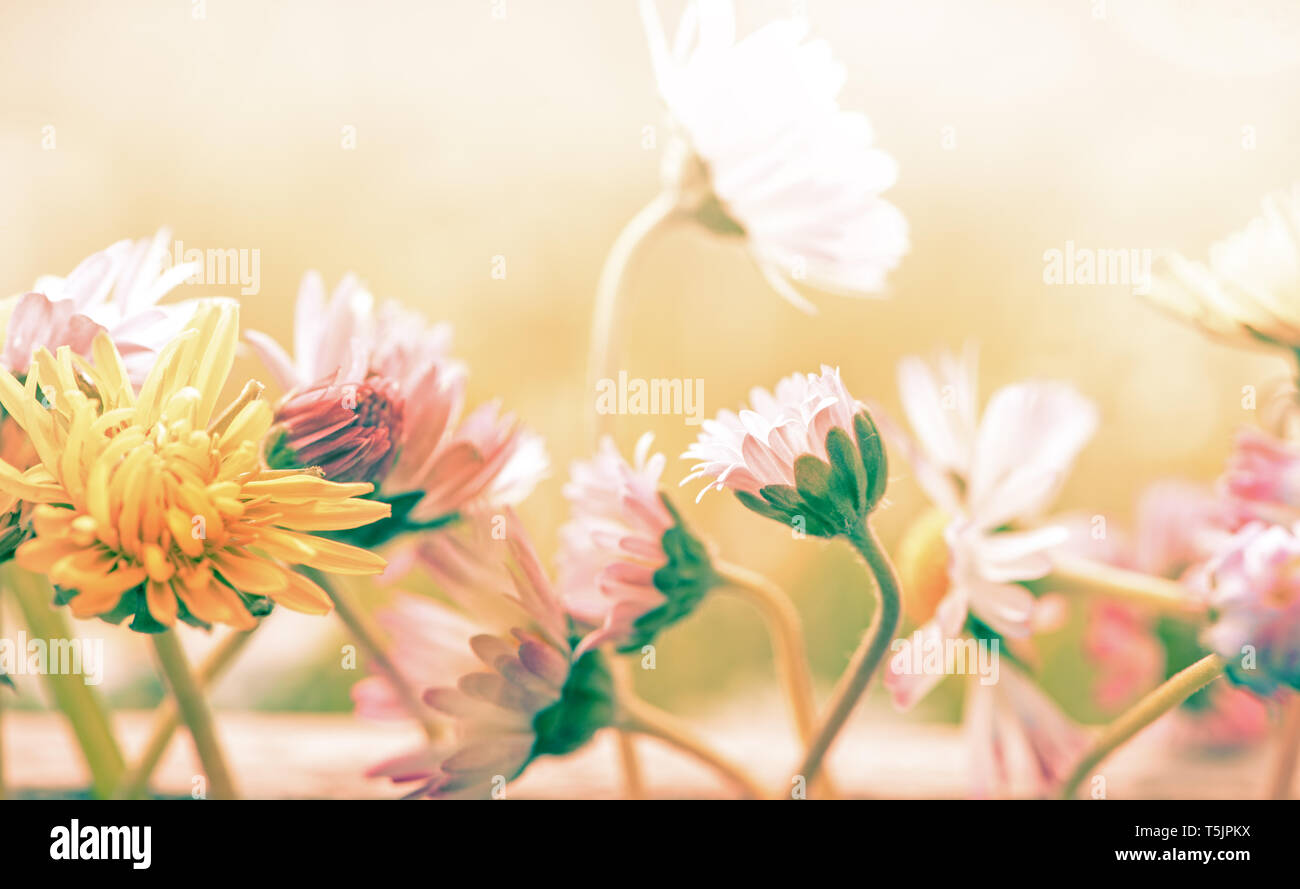 Schönen Pastelltönen Blumen Hintergrund, spring Bouquet design Stockfoto