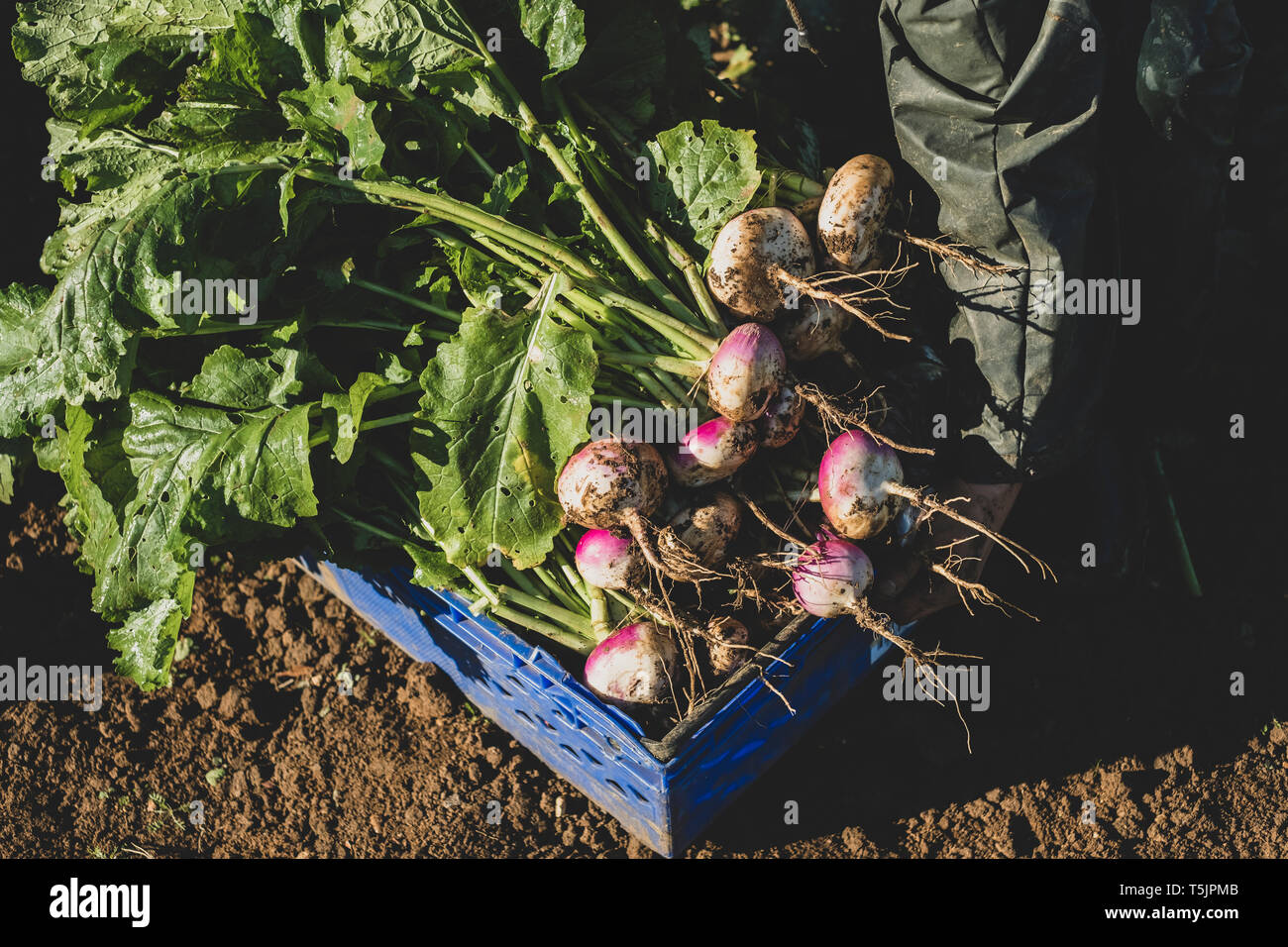 Ein Bündel von frisch geernteten Rüben aus dem Feld in einer blauen Kiste, mit Erde, frisches Gemüse Stockfoto