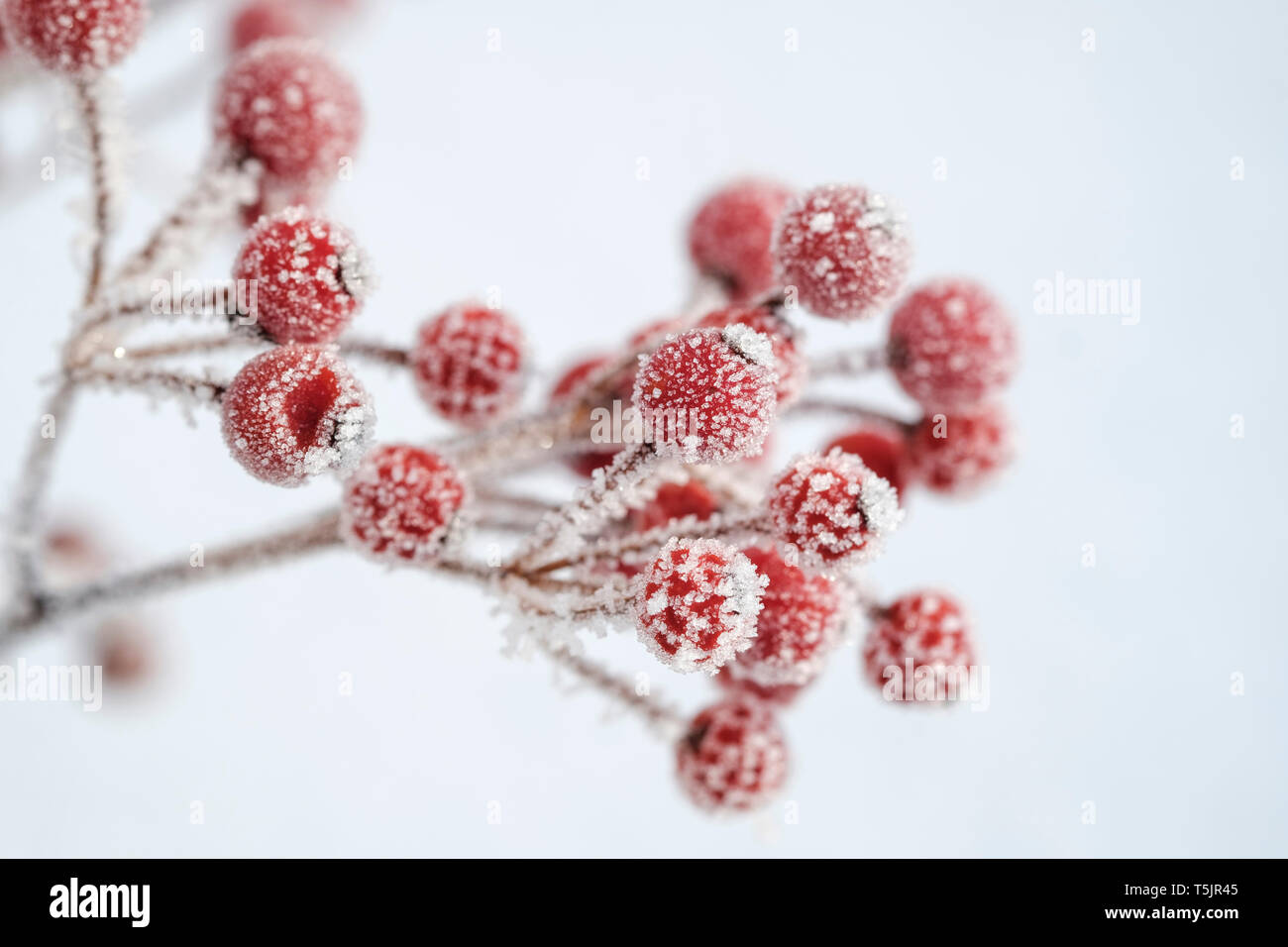 Rote Beeren von gemeinsamen Holly, Ilex aquifolium im Winter, Frost-abgedeckt Stockfoto