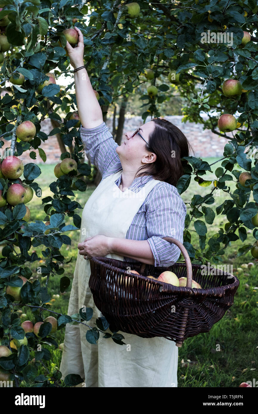 Frau mit Schürze Holding braun Weidenkorb, Kommissionierung Äpfel von einem Baum. Stockfoto