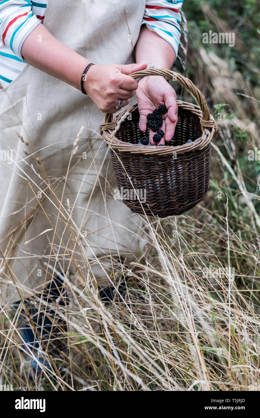 In der Nähe der Person tragen Schürze Holding braun Weidenkorb, voller abgeholt Brombeeren. Stockfoto