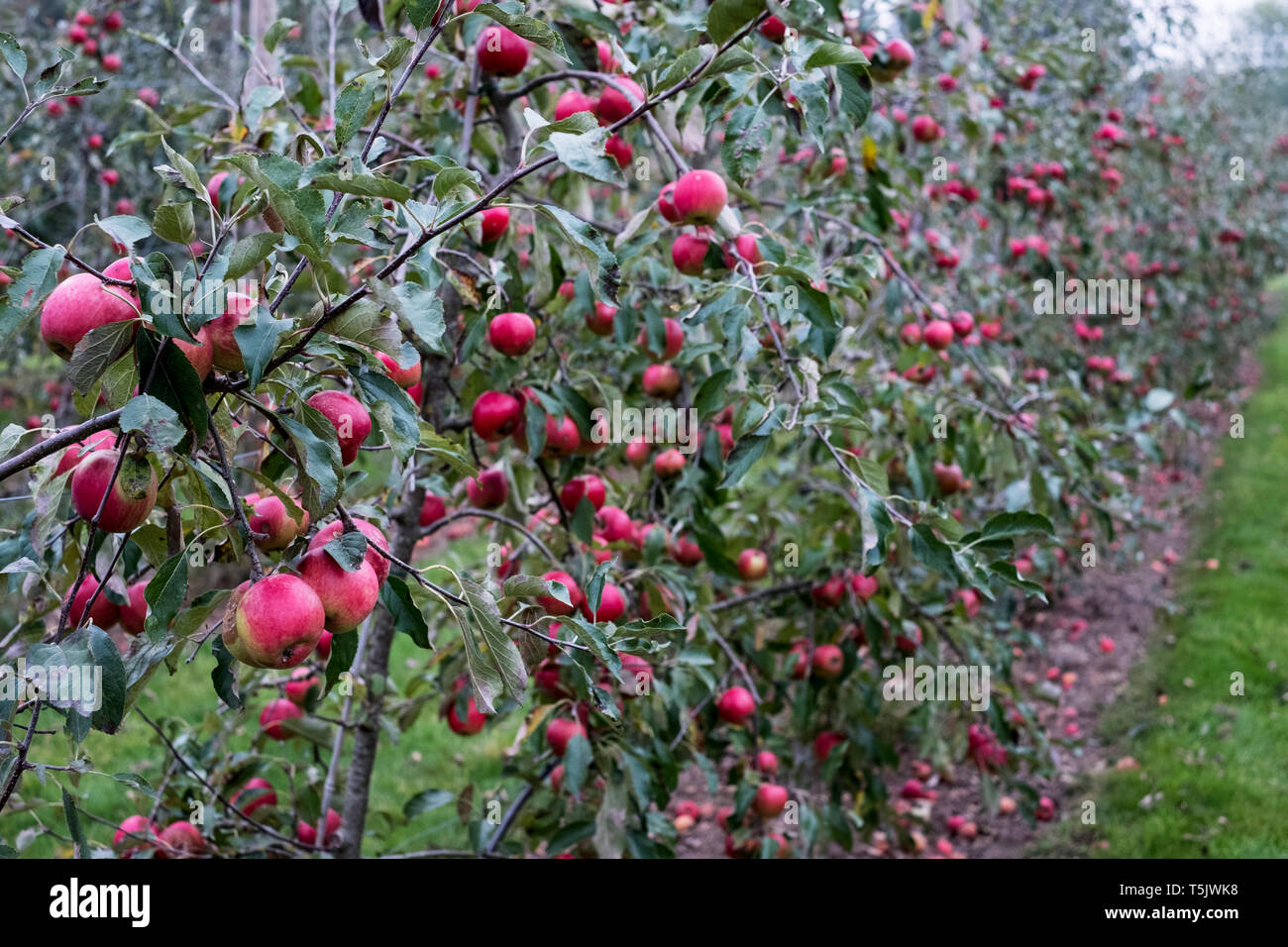 Apfelbäume in einem organischen Orchard Garten im Herbst, rote Früchte reif für die Ernte auf den Ästen von espaliered Obstbäume. Stockfoto