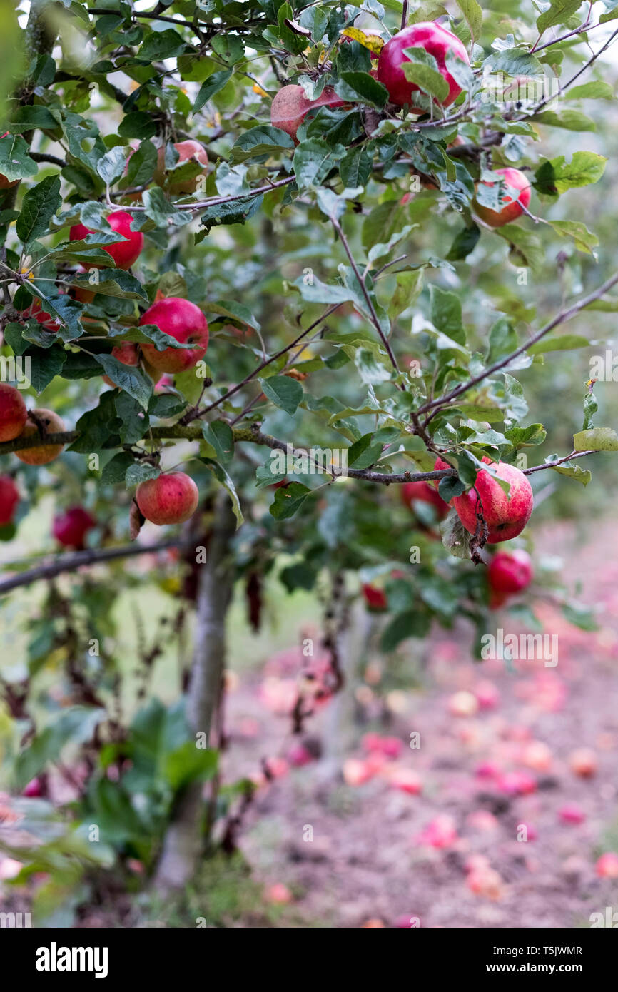 Apfelbäume in einem organischen Orchard Garten im Herbst, rote Früchte reif für die Ernte auf den Ästen von espaliered Obstbäume. Stockfoto