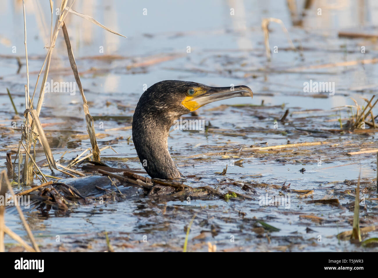 In Schilf bett Kormoran auf der Suche nach Essen, Sommer Leys Naturschutzgebiet, Northamptonshire Vereinigtes Königreich Stockfoto